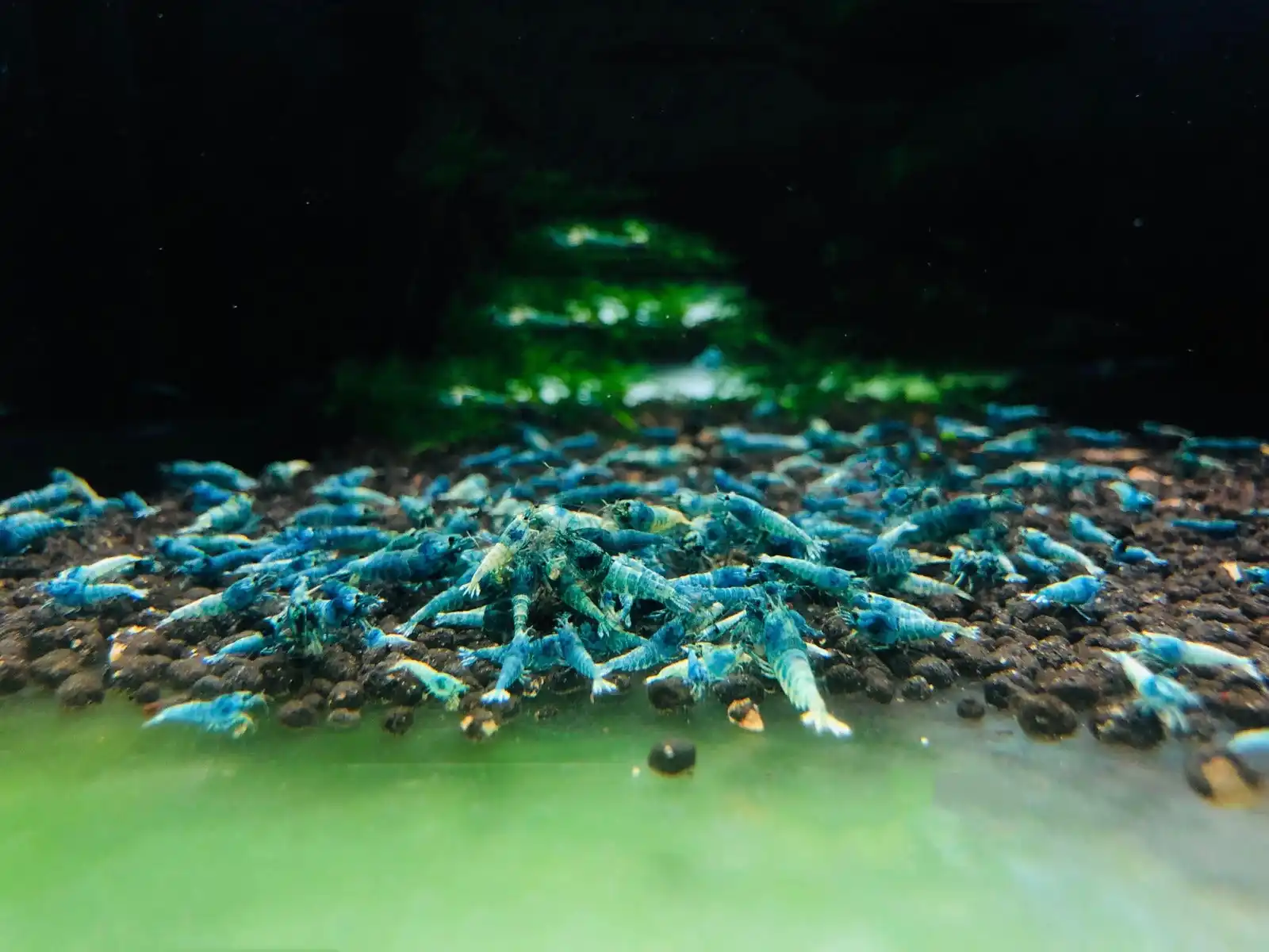 Vibrant Aquatic Life Delivered Safely