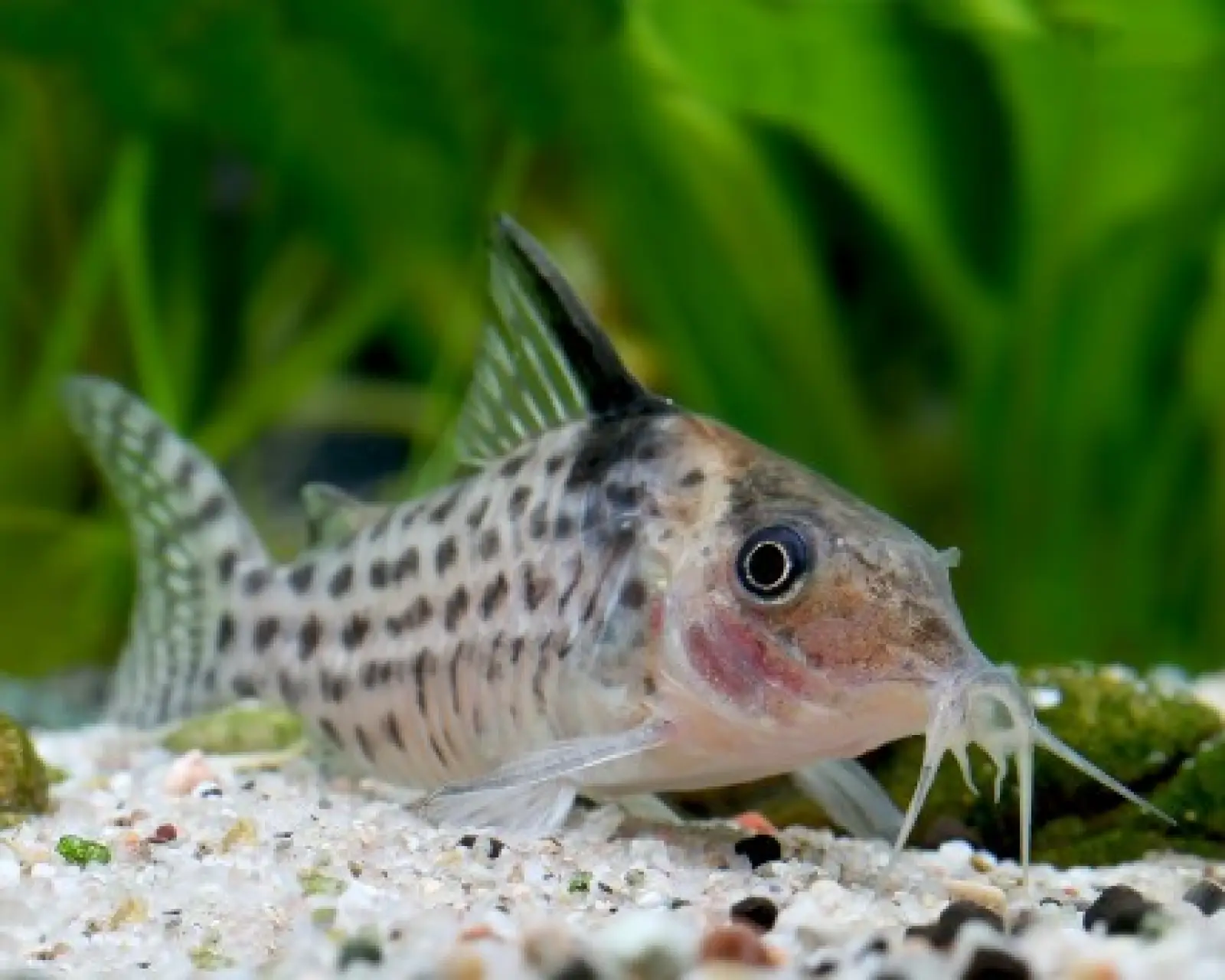Agassiz’s Catfish/Netted Cory