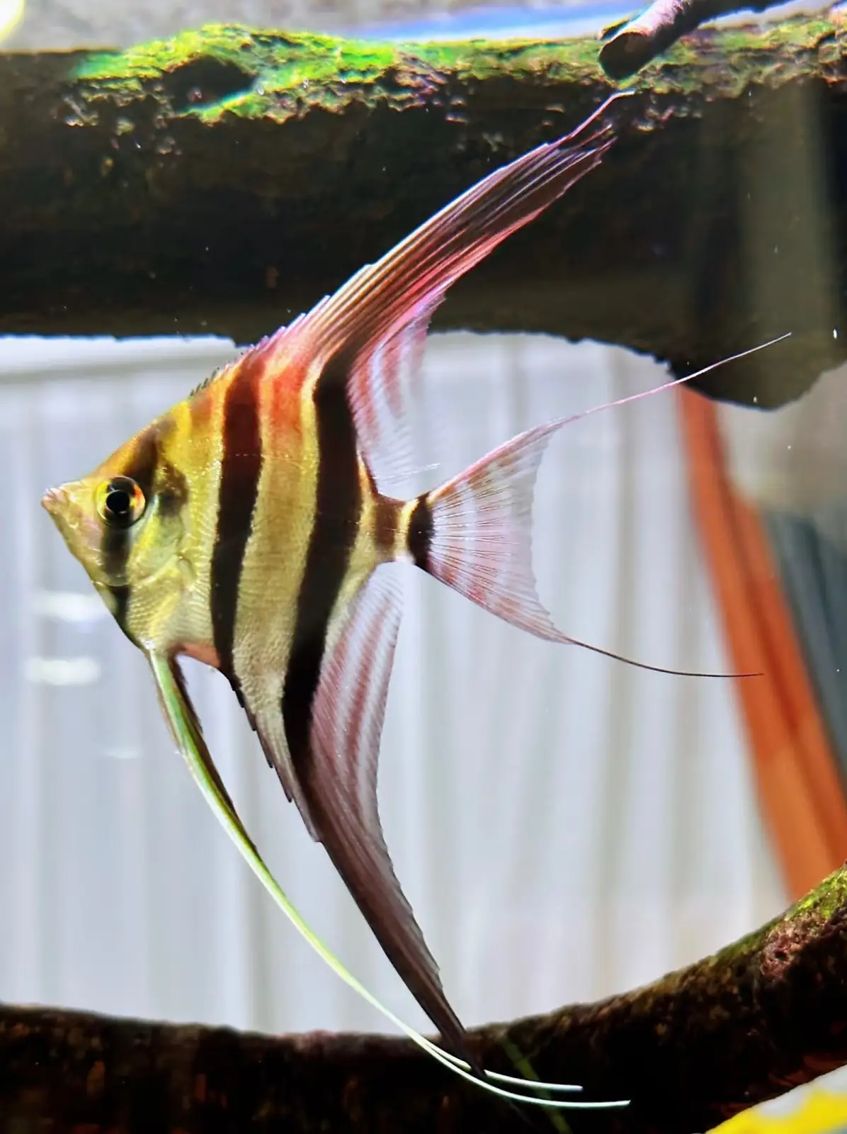 Altum Angelfish - Image 3