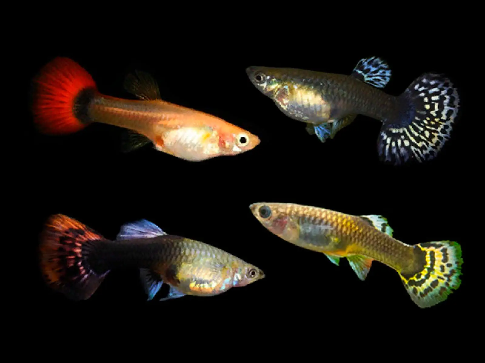 Assorted Guppy Female