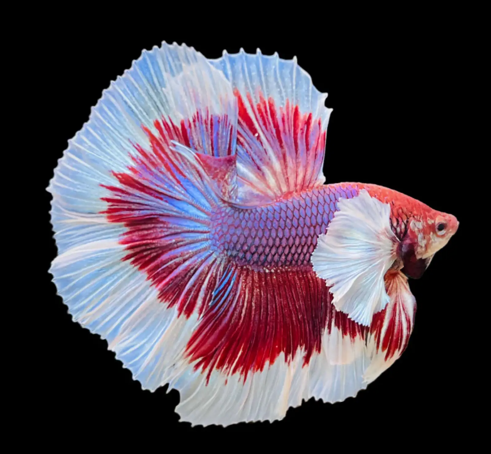 Half Moon Betta
