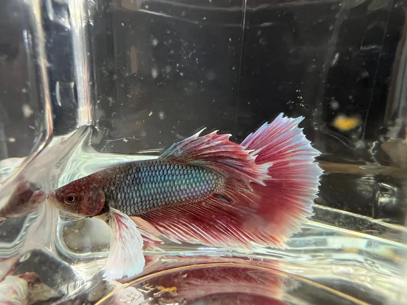 Half Moon Betta - Image 10