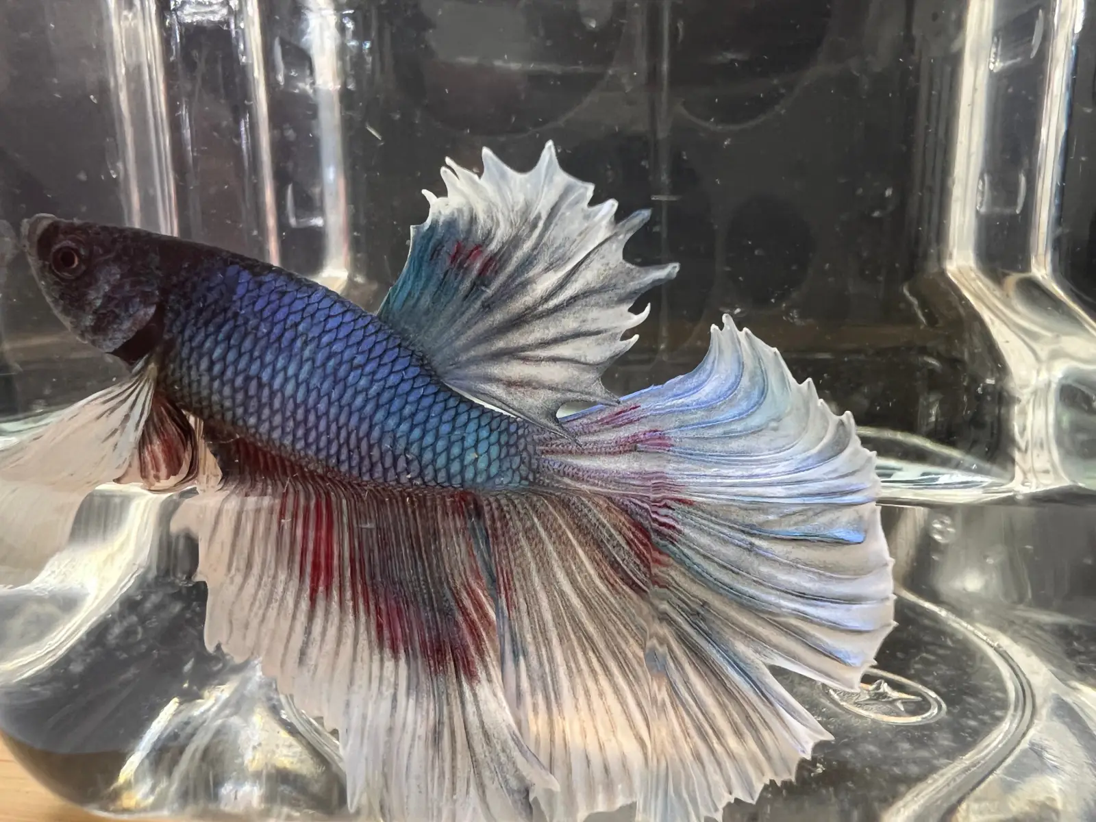 Half Moon Betta - Image 11