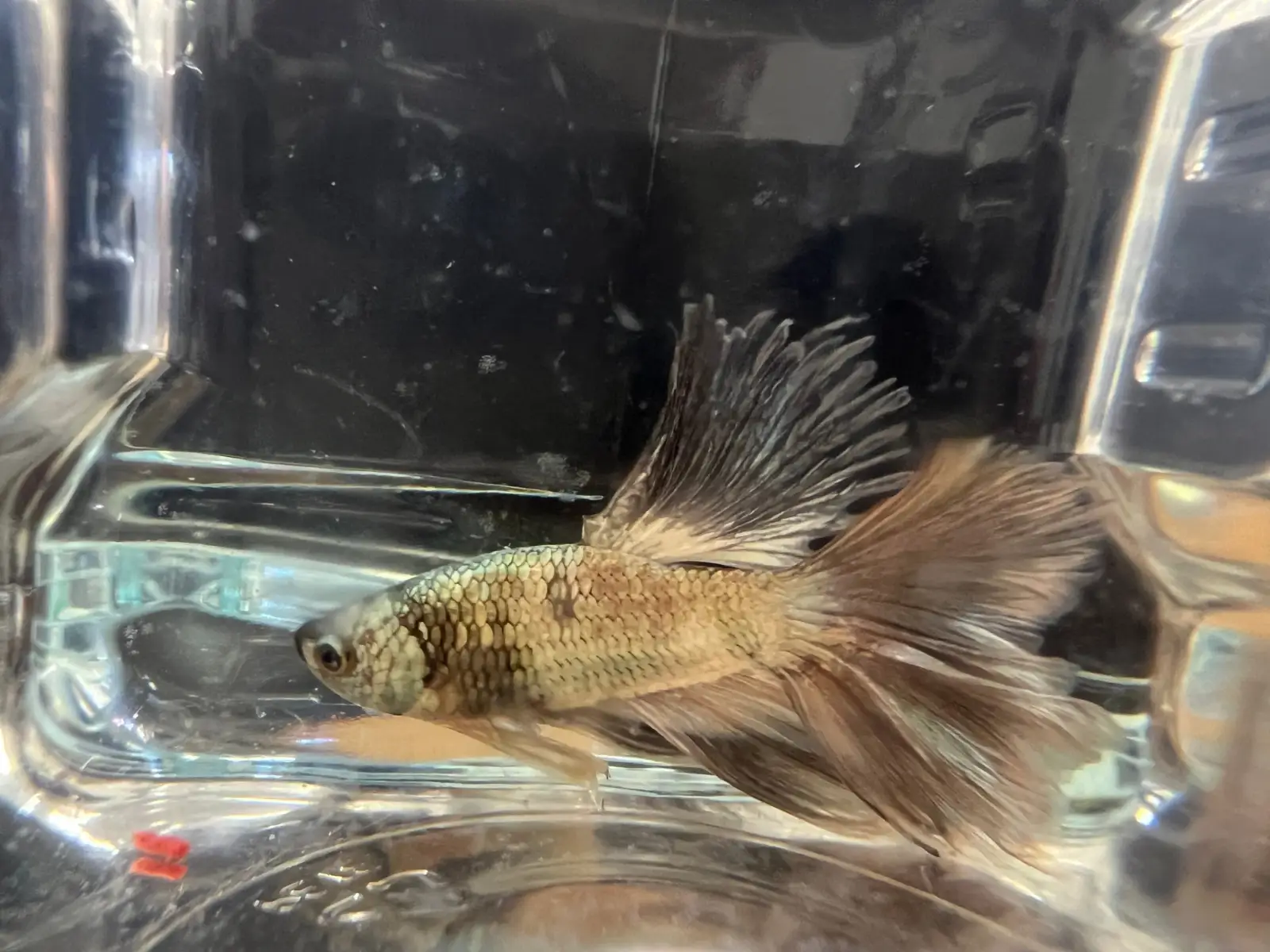 Half Moon Betta - Image 12