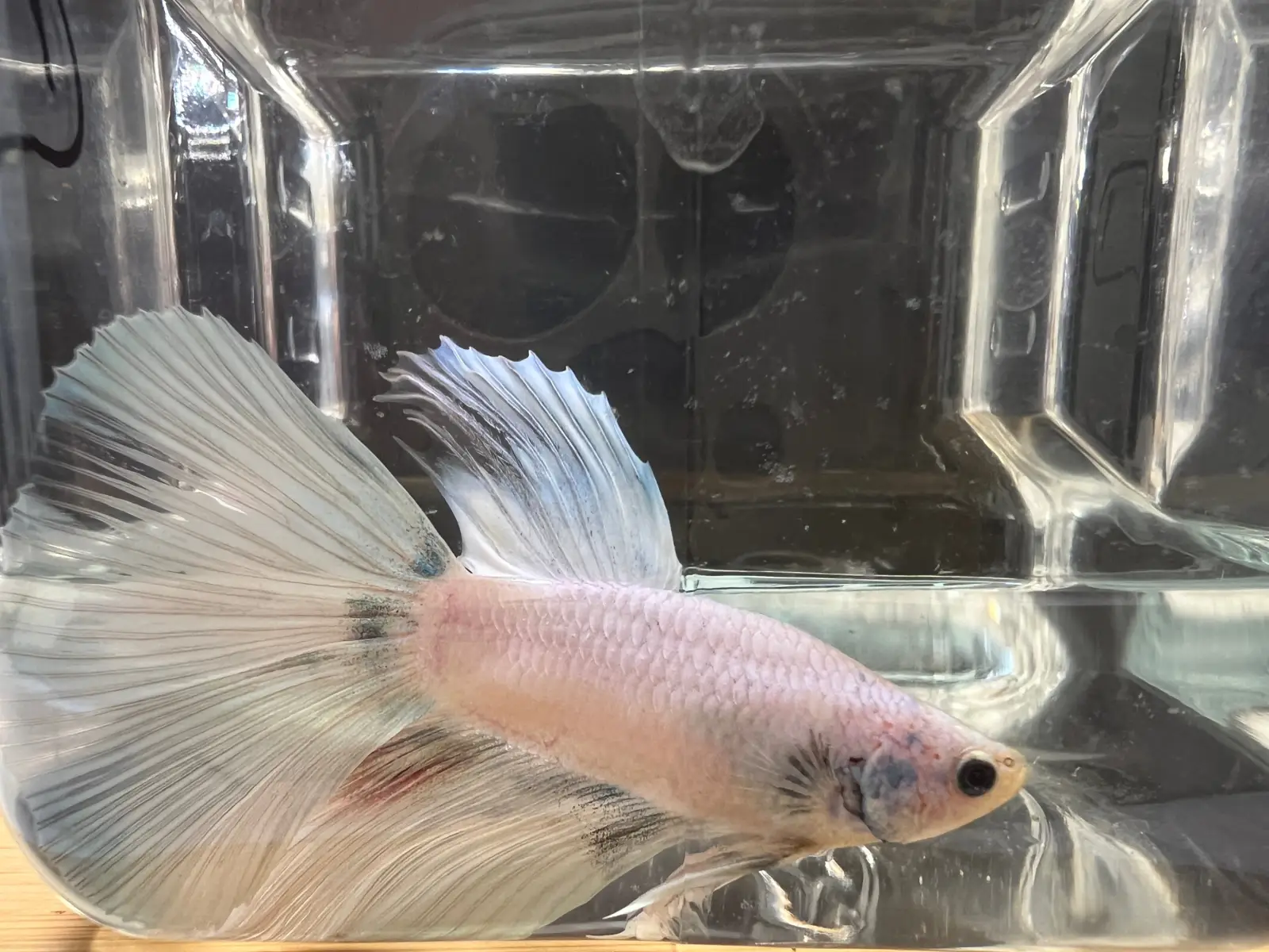 Half Moon Betta - Image 13