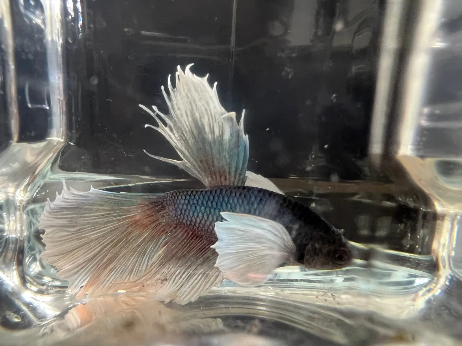 Half Moon Betta - Image 14