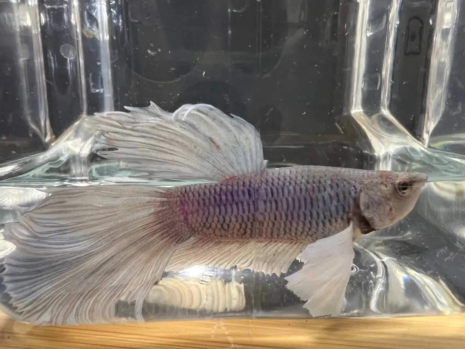 Half Moon Betta - Image 15
