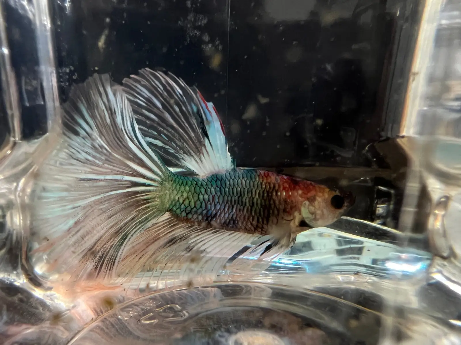 Half Moon Betta - Image 16