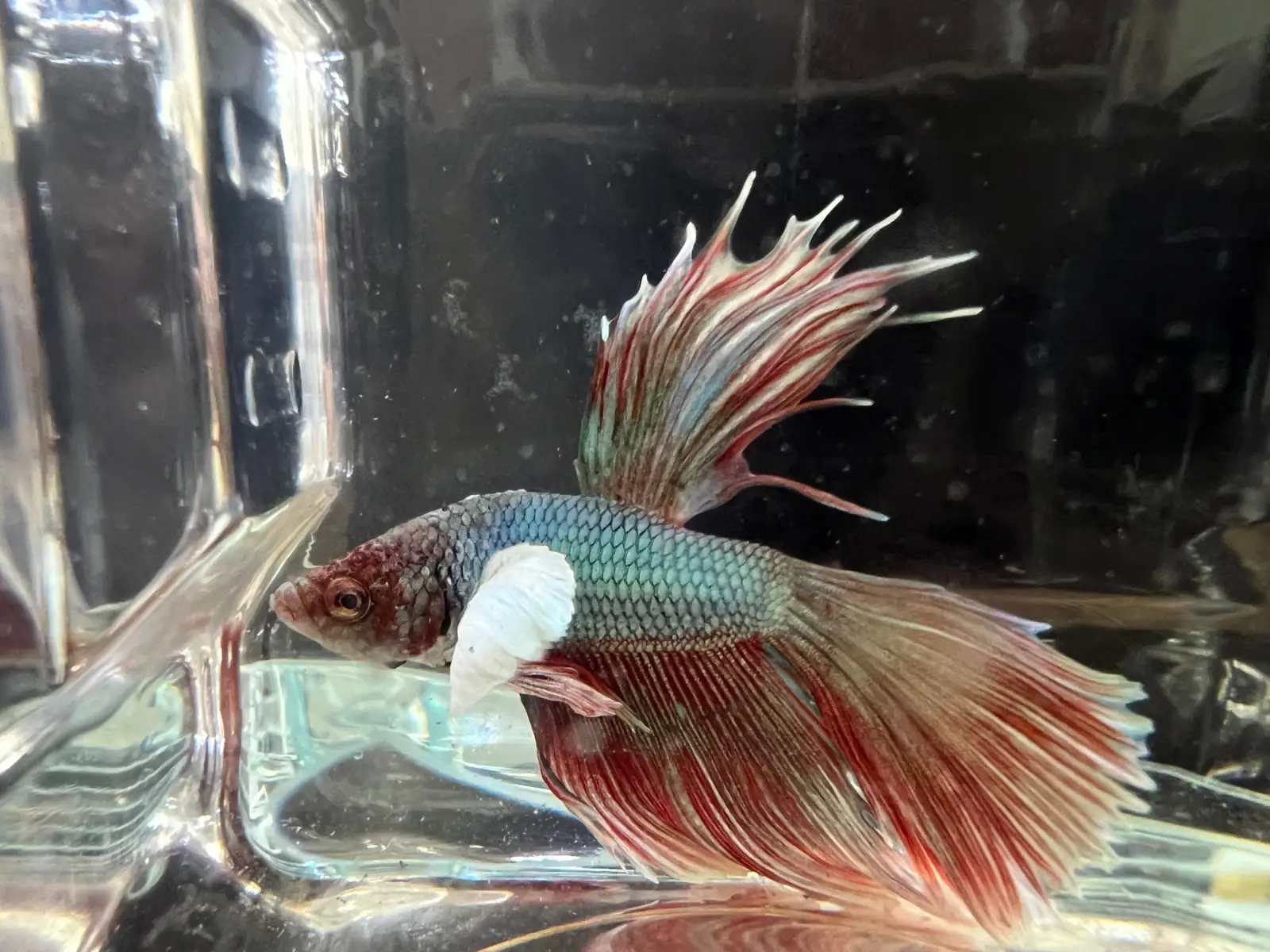 Half Moon Betta - Image 17