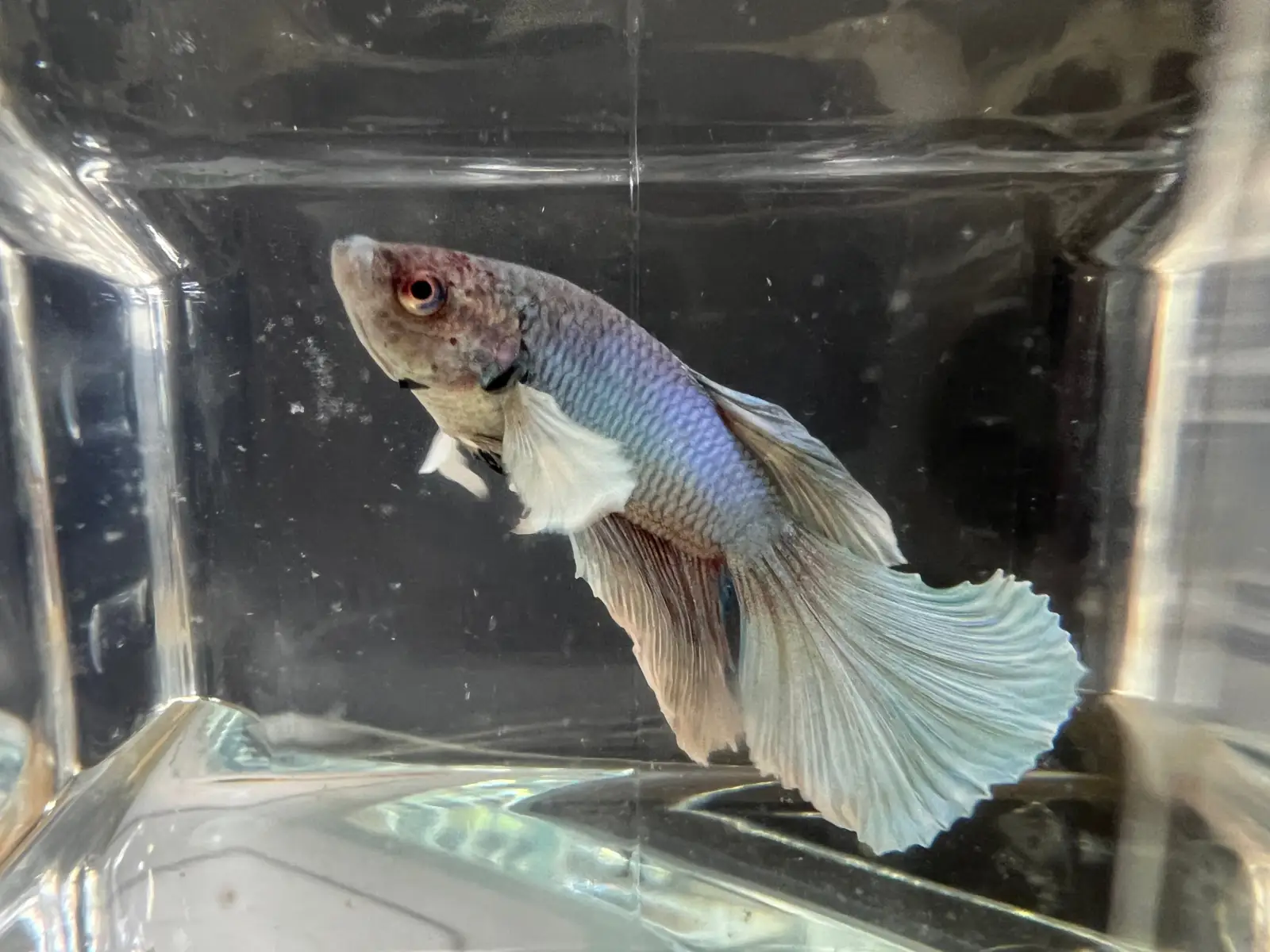 Half Moon Betta - Image 18