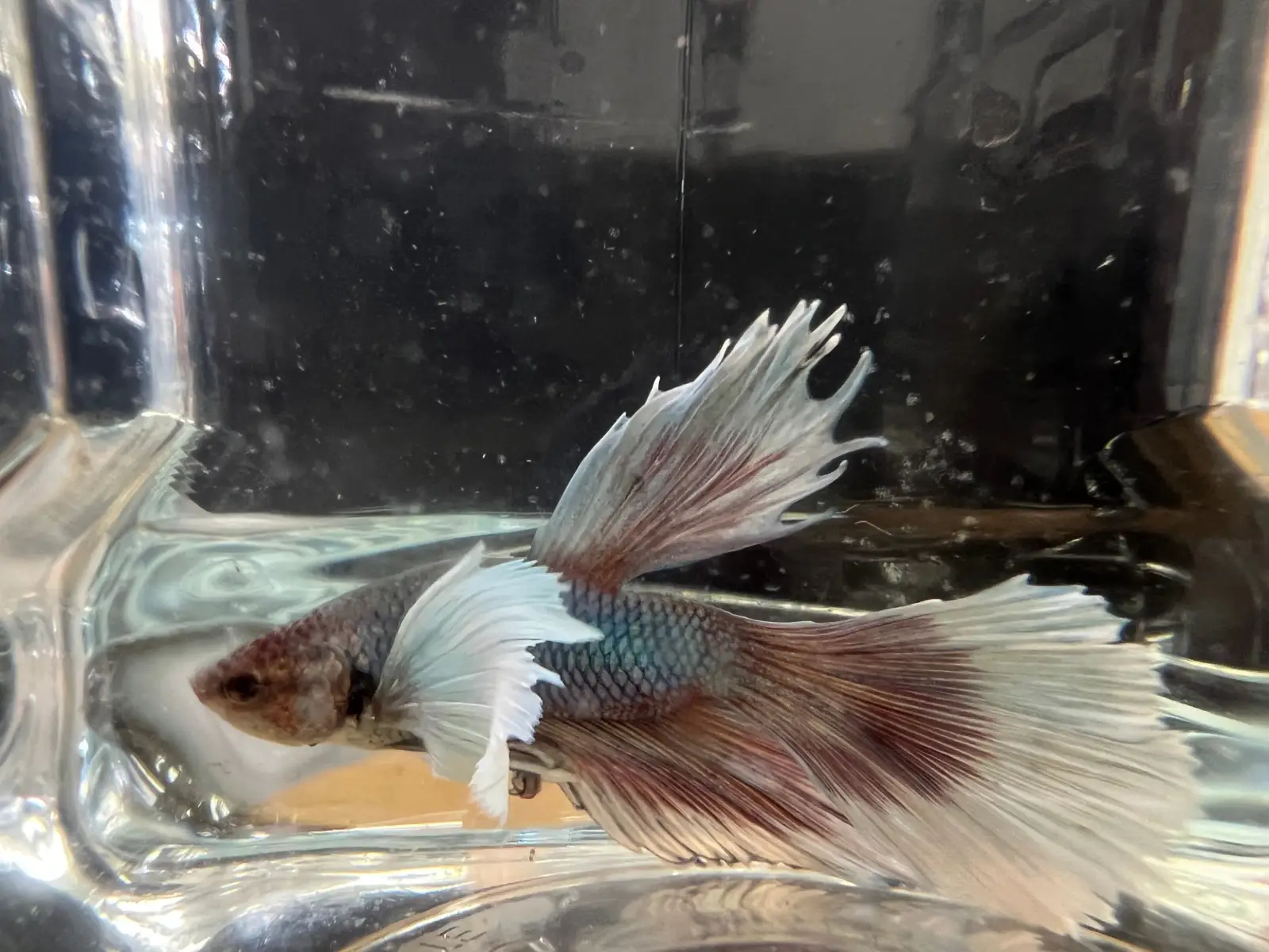 Half Moon Betta - Image 19