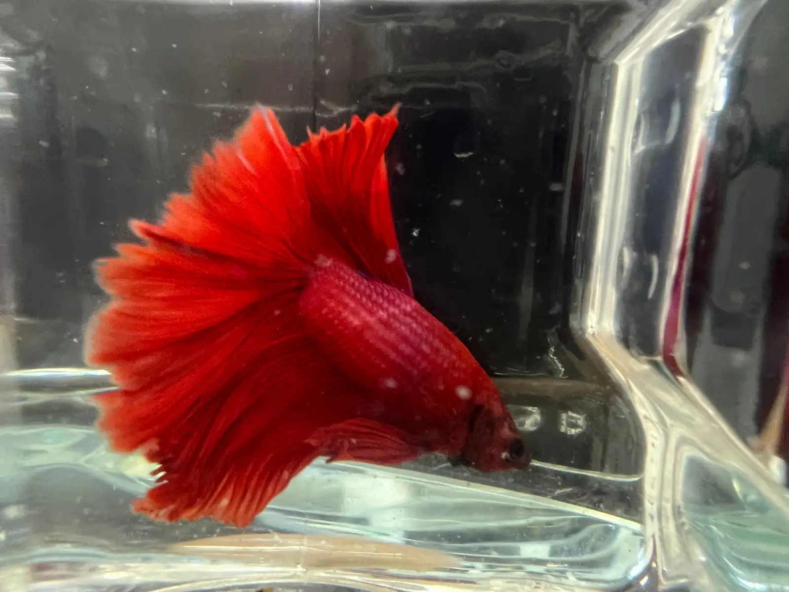 Half Moon Betta - Image 2