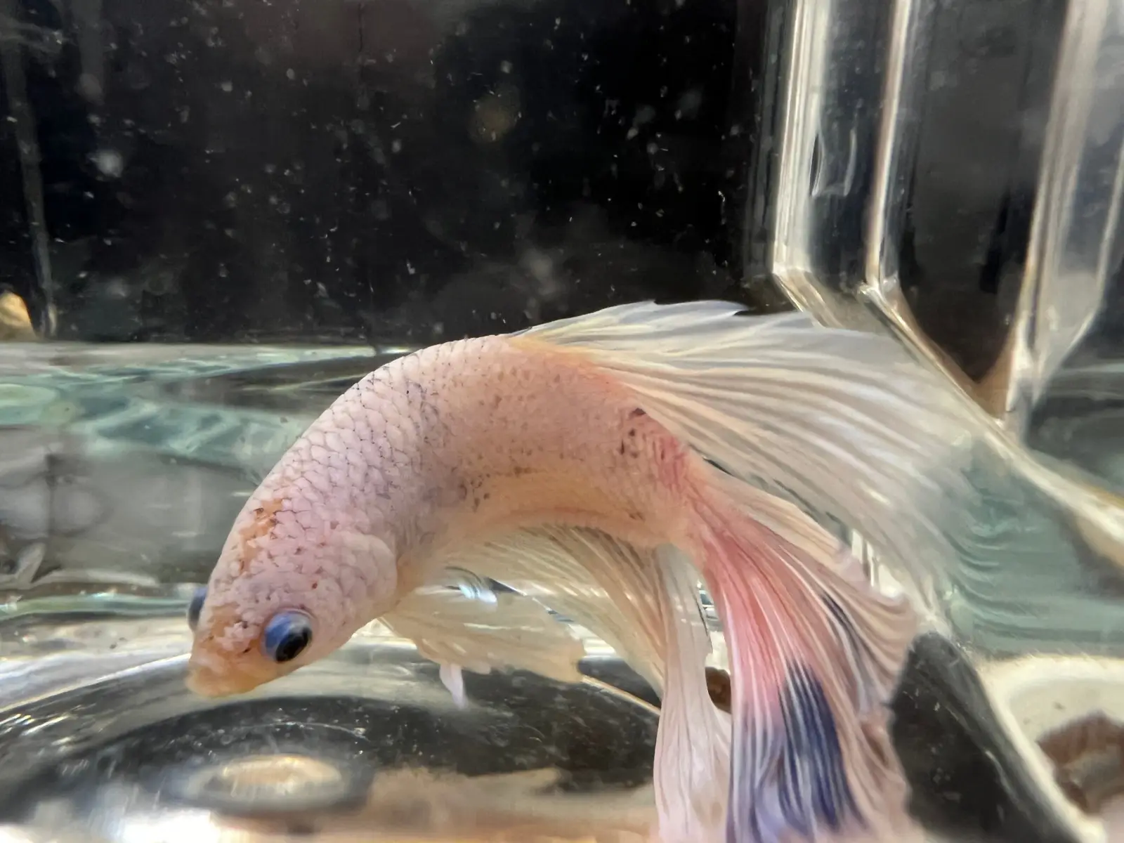 Half Moon Betta - Image 20