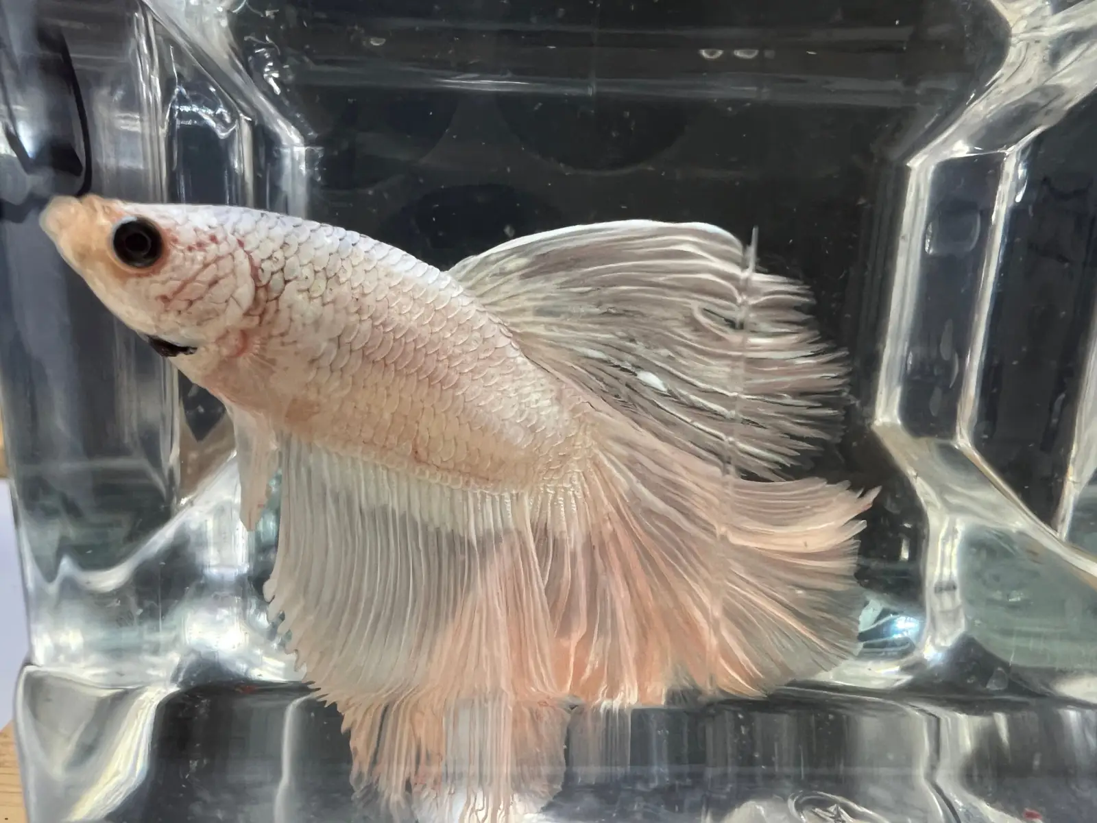 Half Moon Betta - Image 21