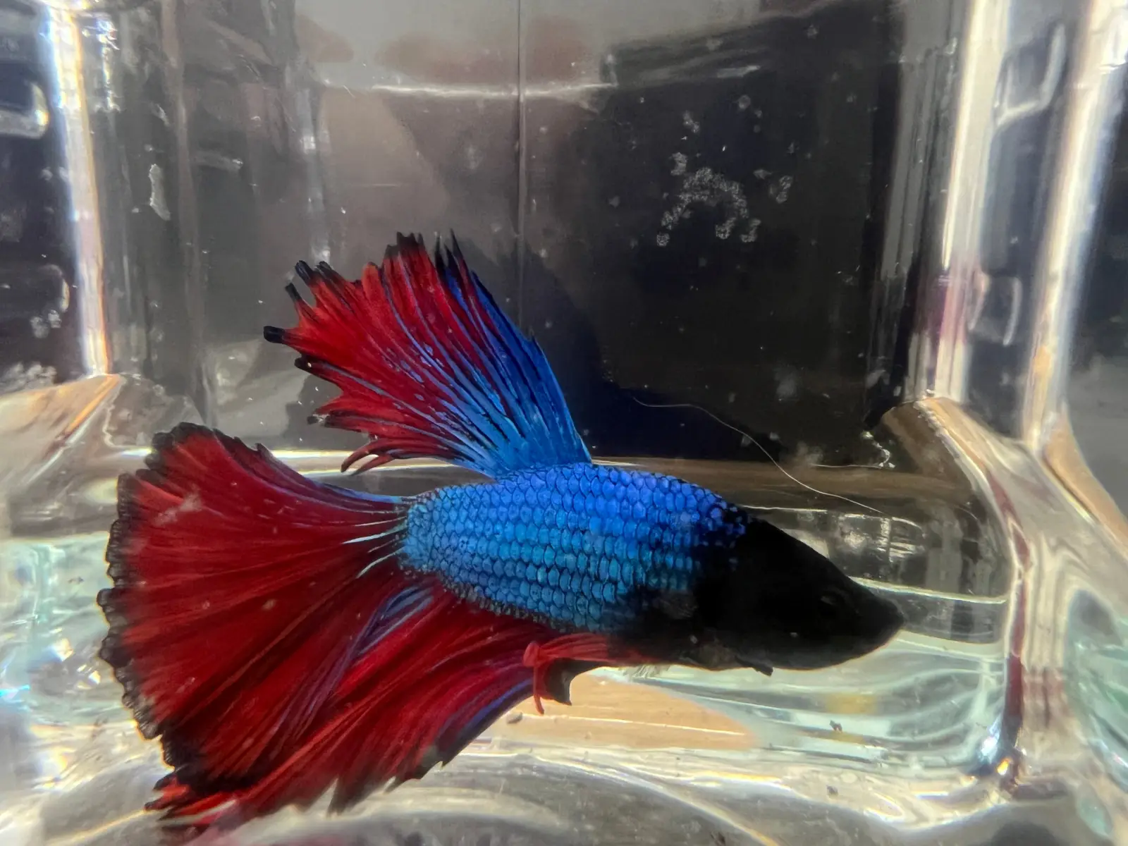 Half Moon Betta - Image 3
