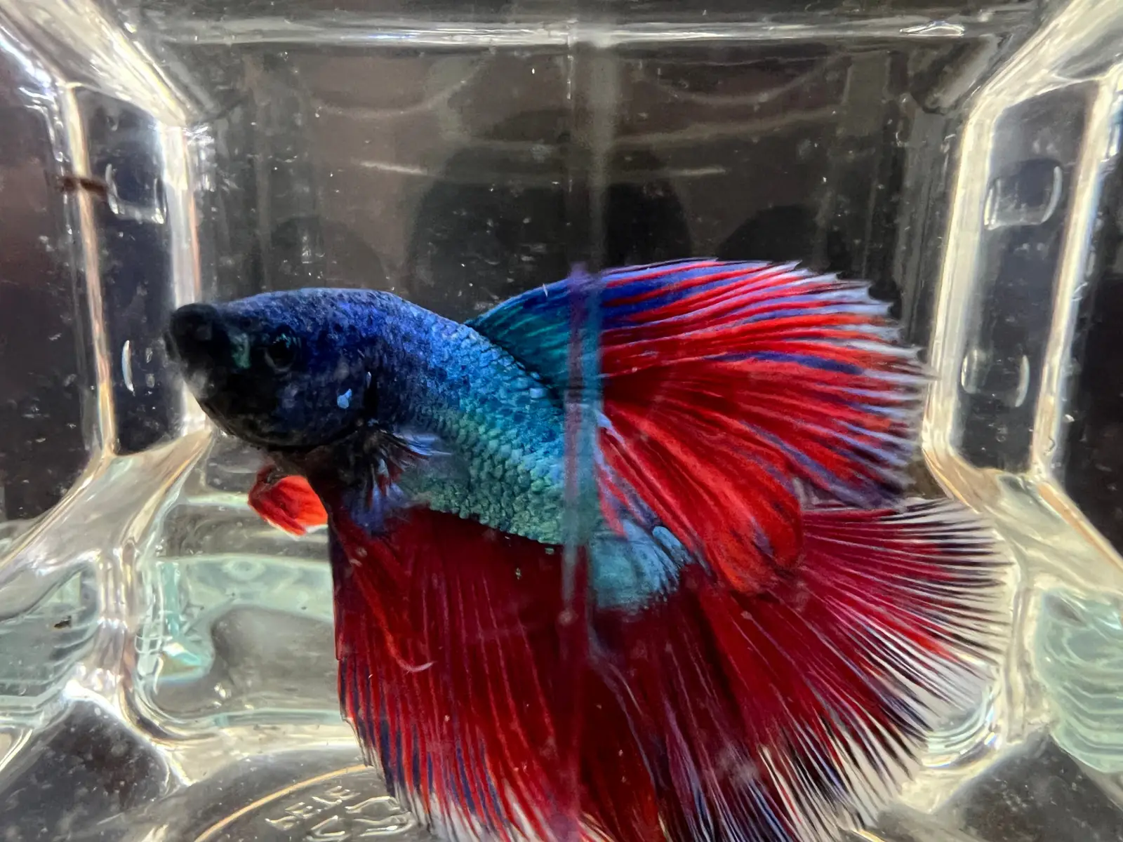 Half Moon Betta - Image 4