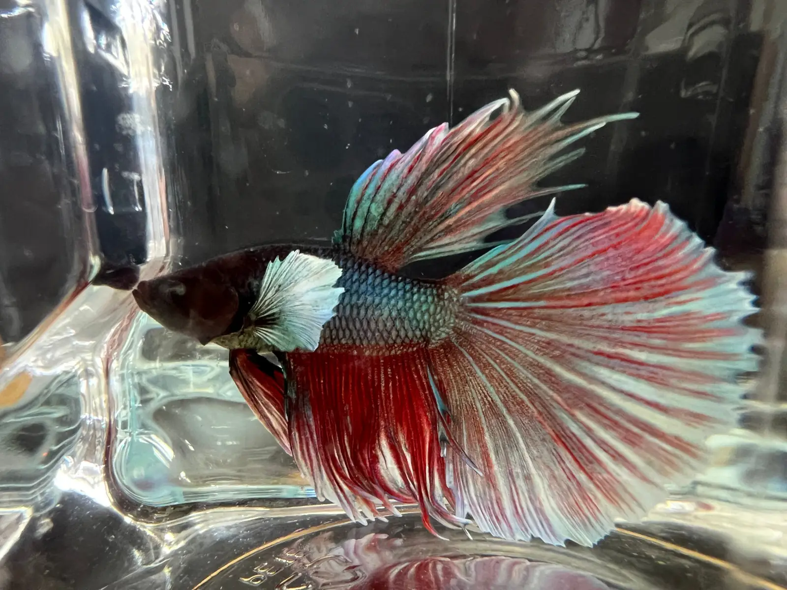 Half Moon Betta - Image 5