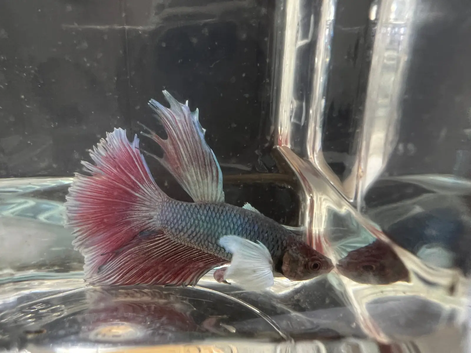Half Moon Betta - Image 6