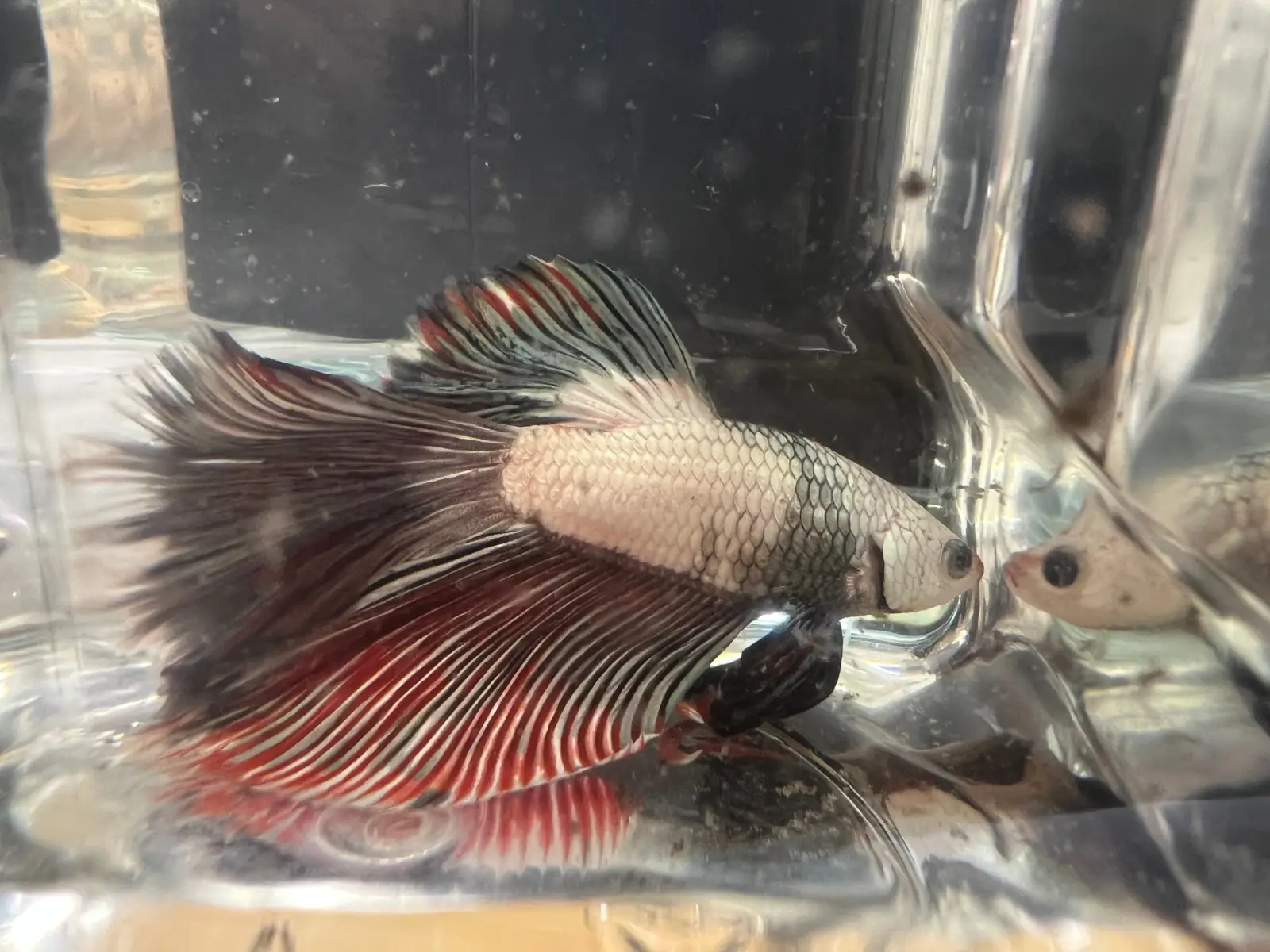 Half Moon Betta - Image 7