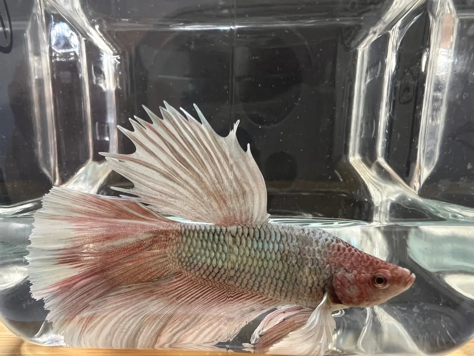 Half Moon Betta - Image 8