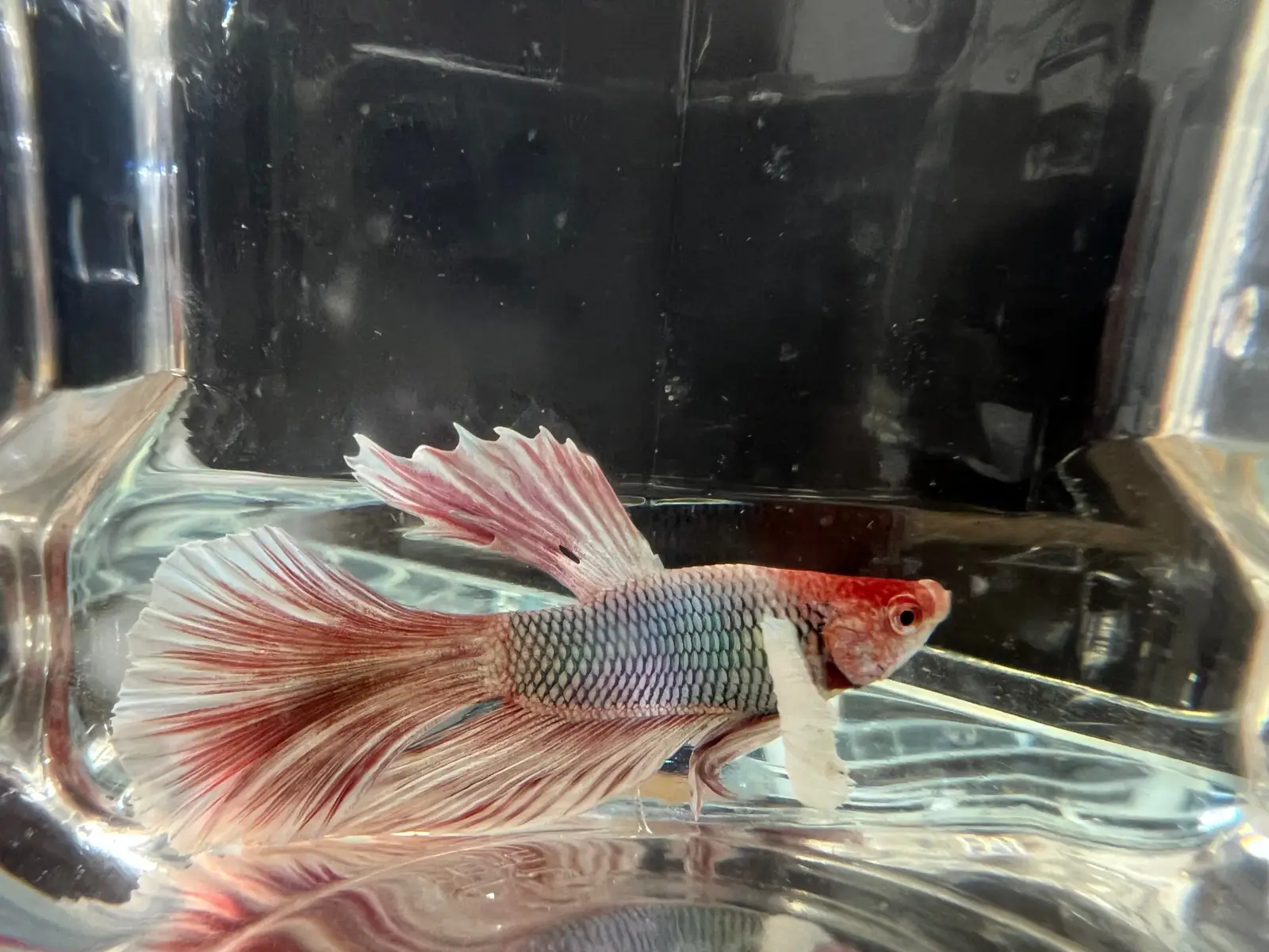 Half Moon Betta - Image 9