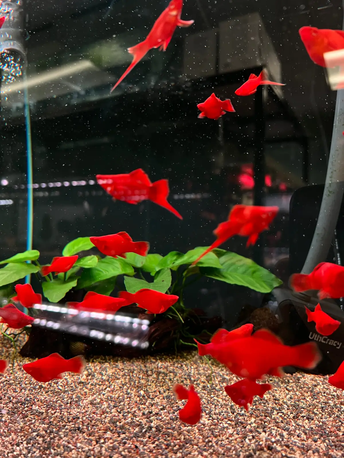 Balloon Albino Red Swordtail - Image 3