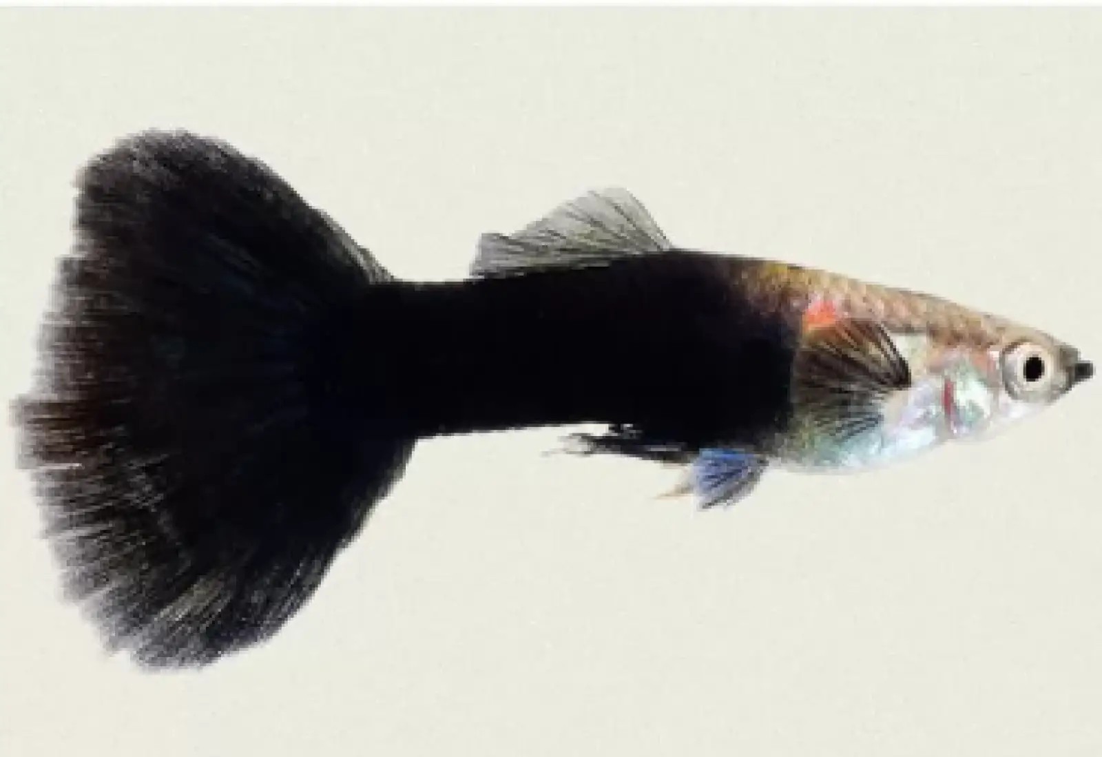 Black Tail Guppy
