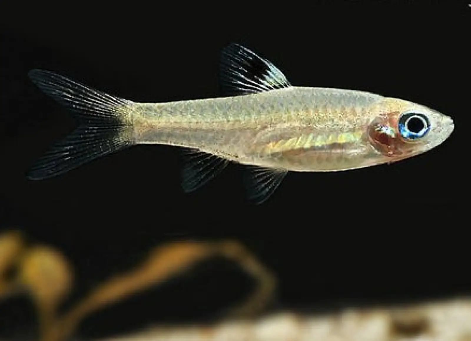 Blue Eye Rasbora