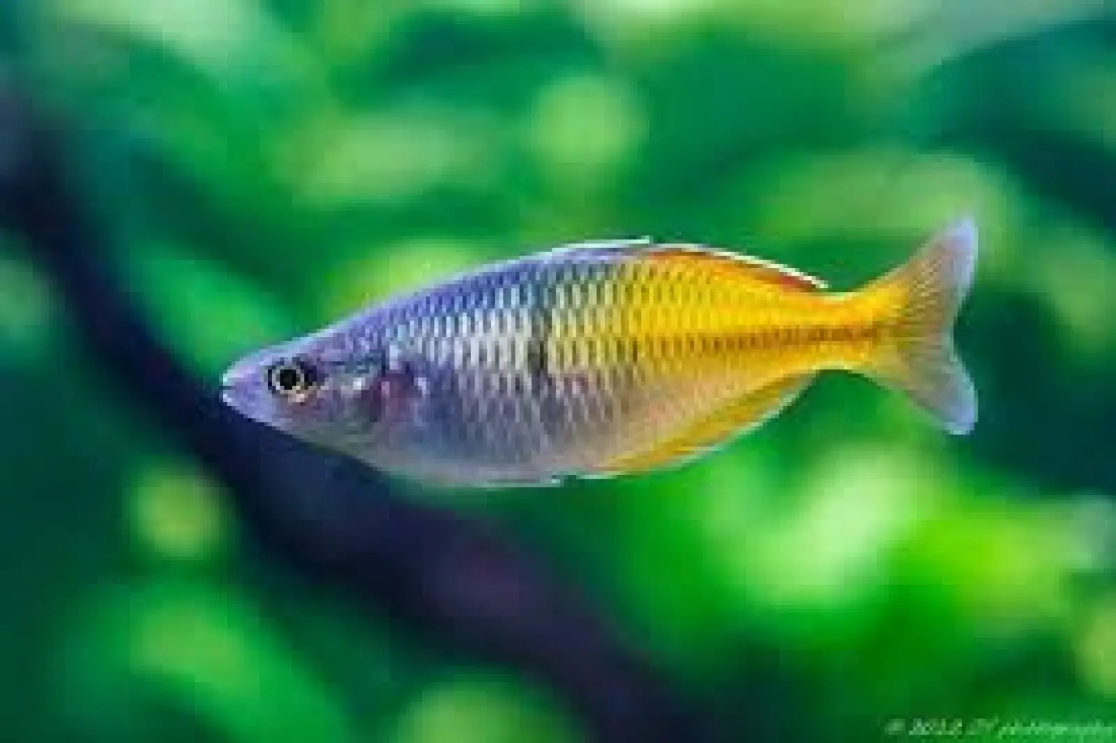 Rainbows & Gouramis