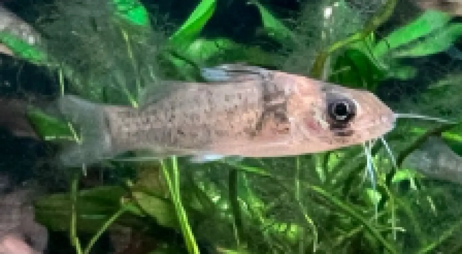Brachyrhamdia Imitator