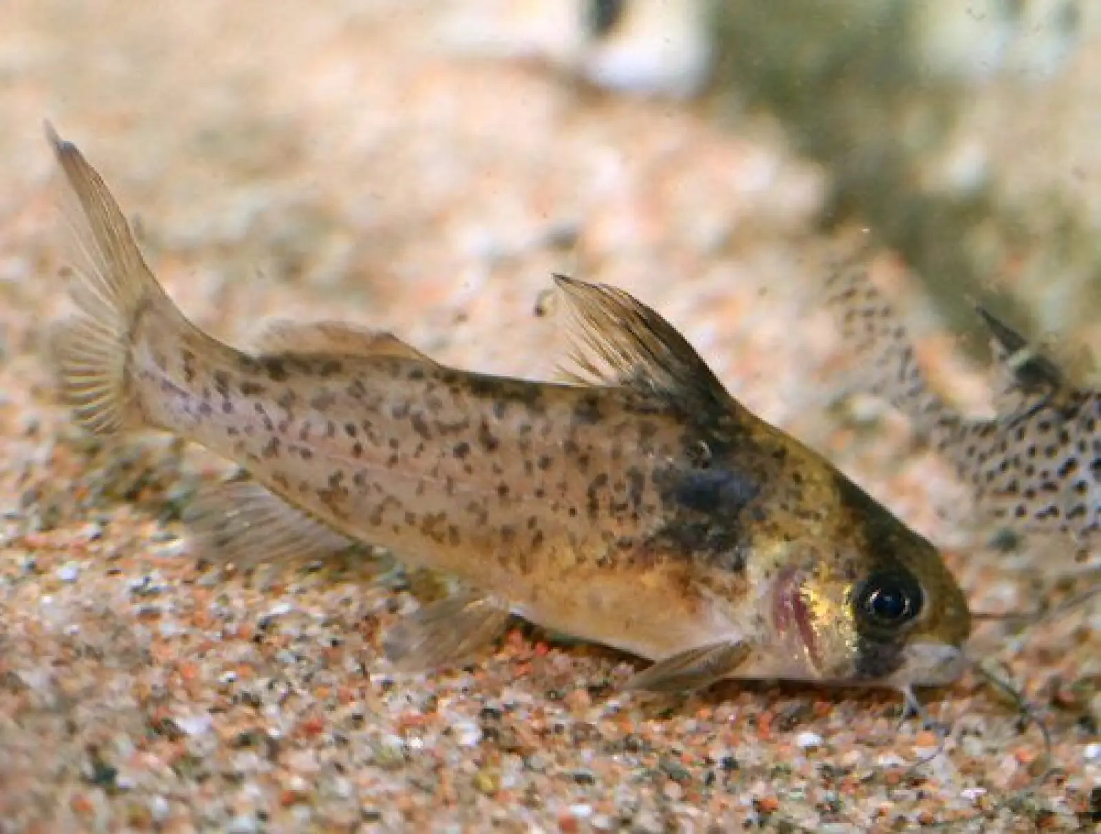 Brachyrhamdia Imitator - Image 2