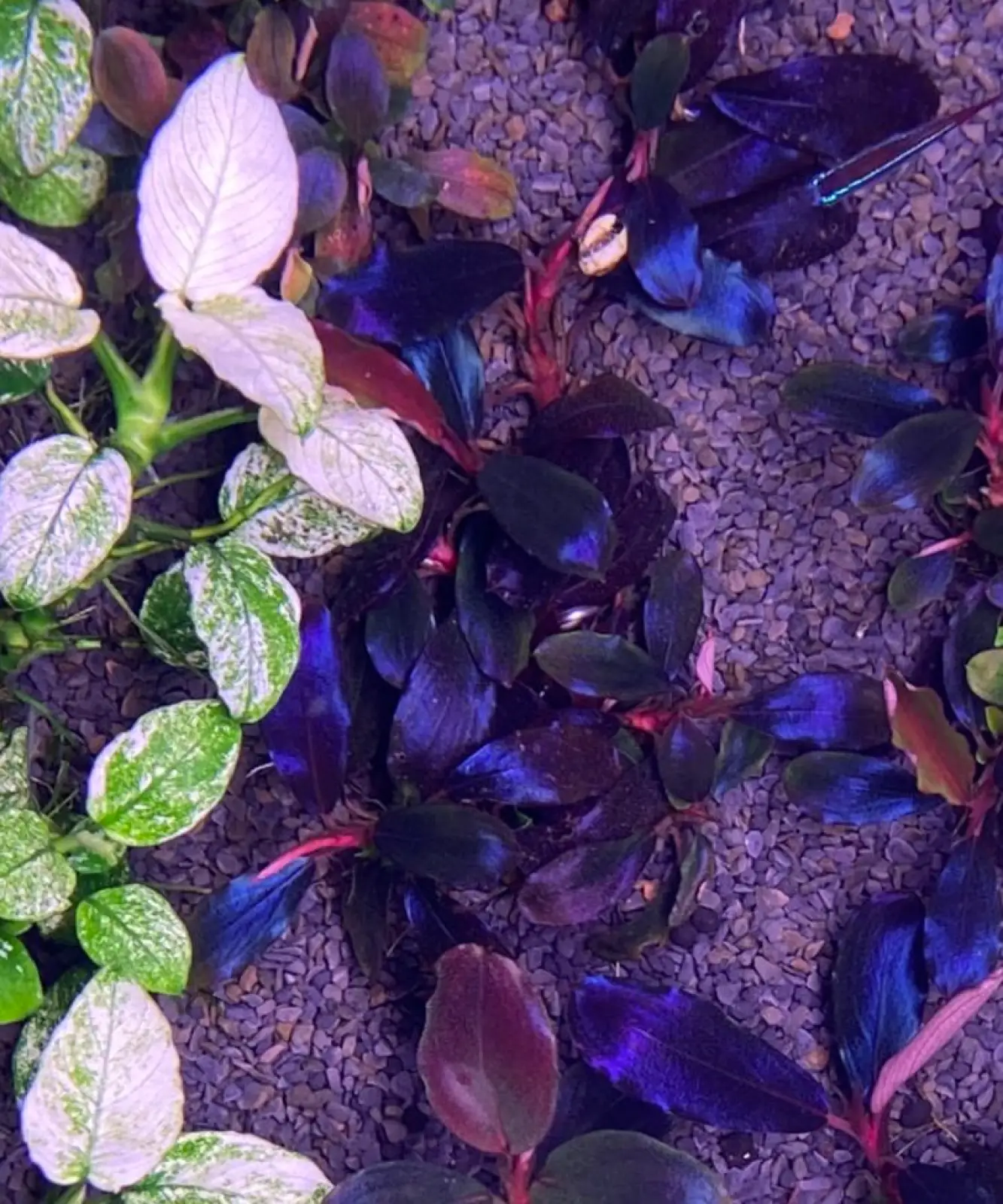 Bucephalandra sp. 'Black Angel' [Submersed] - Image 3