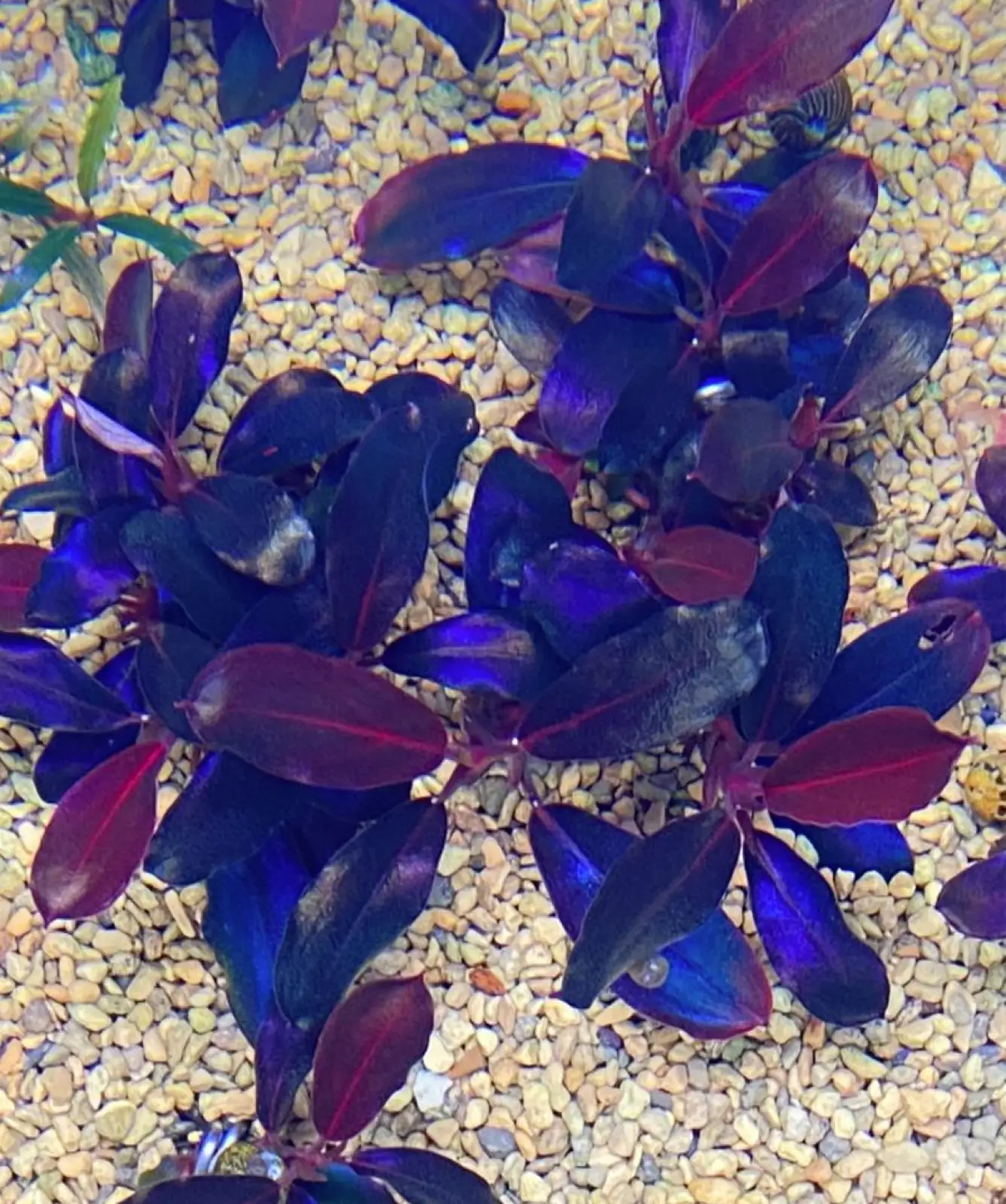 Bucephalandra sp. 'Black Angel' [Submersed] - Image 4
