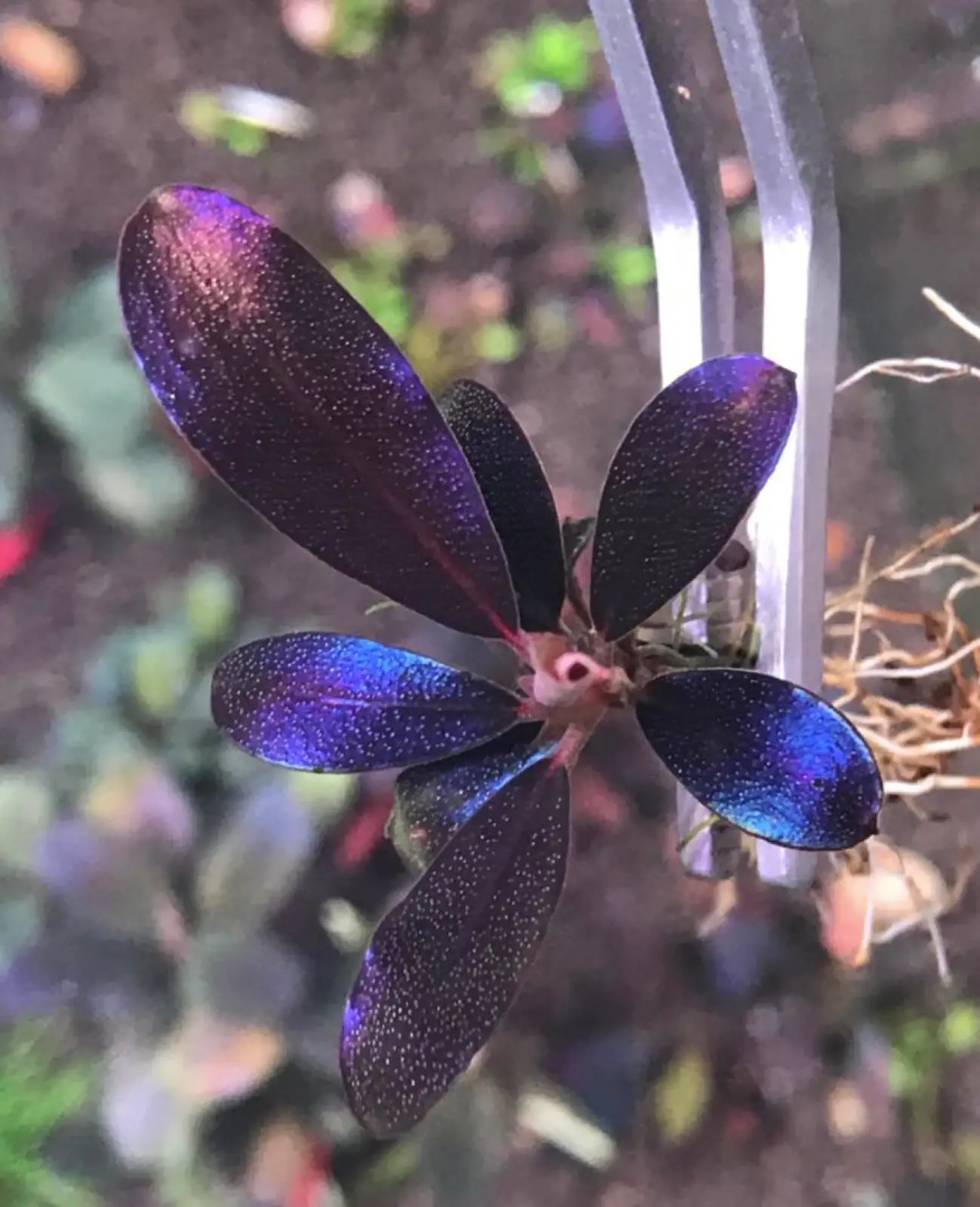 Bucephalandra sp. 'Black Angel' [Submersed] - Image 5
