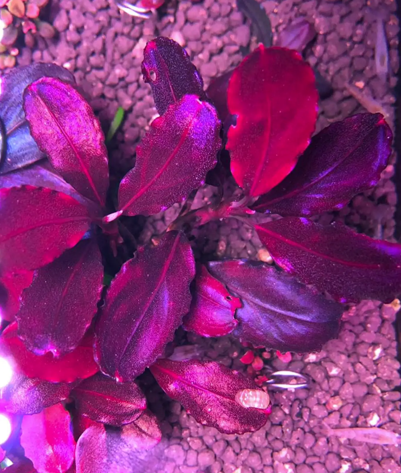 Bucephalandra sp. 'Elephant Neo' [Submersed] - Image 3