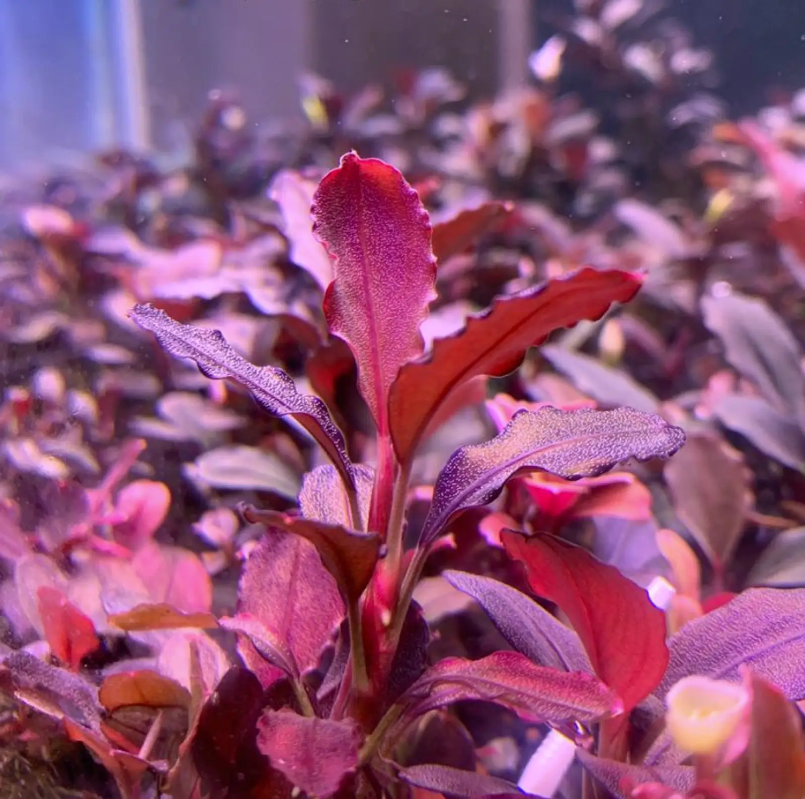 Bucephalandra sp. 'Elephant Neo' [Submersed] - Image 4