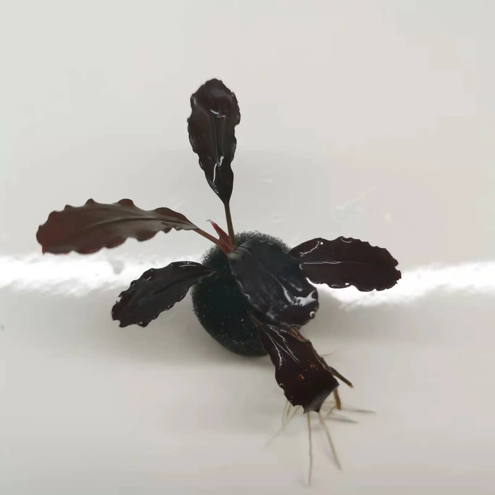 Bucephalandra sp. 'Elephant Neo' [Submersed] - Image 5