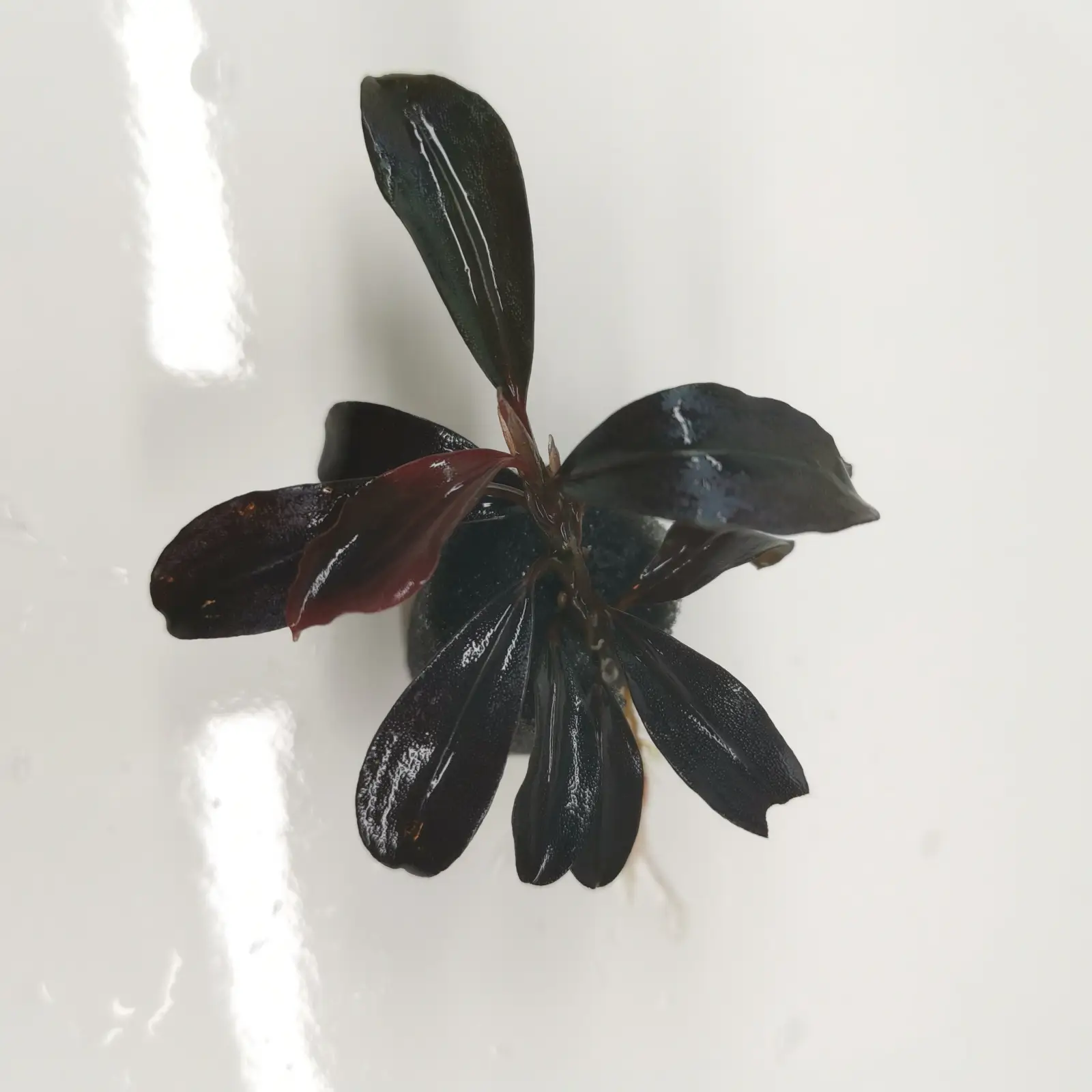 Bucephalandra sp. 'Helena 2012' [Submersed] - Image 4