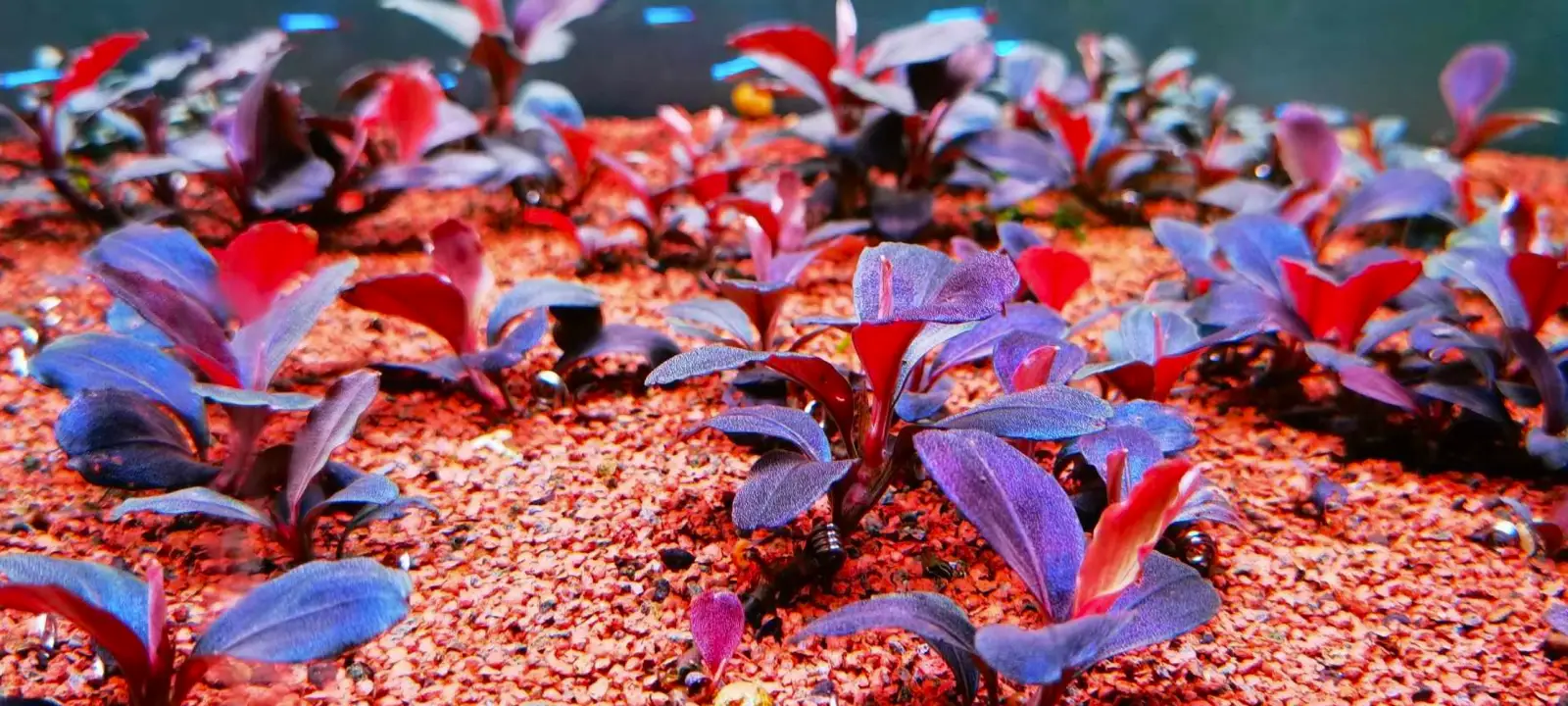 Bucephalandra sp. 'Helena 2013' [Submersed] - Image 5