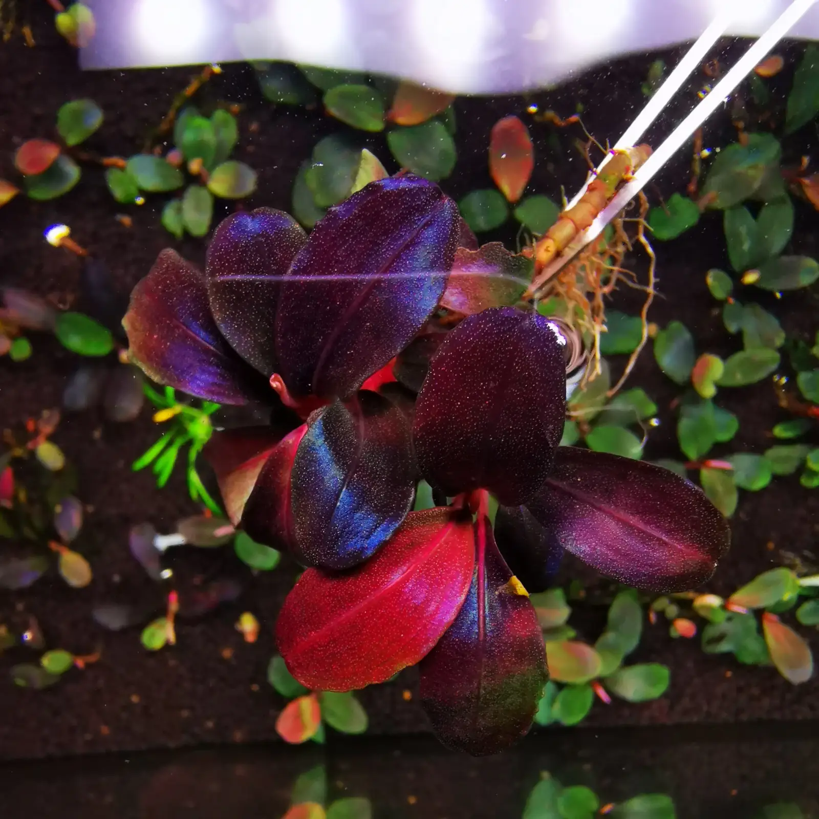Bucephalandra sp. 'Helena 2013' [Submersed] - Image 6