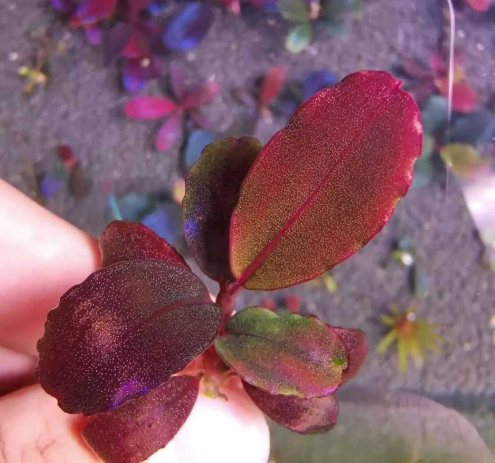 Bucephalandra sp. 'Helena Cinnabar' [Submersed] - Image 3