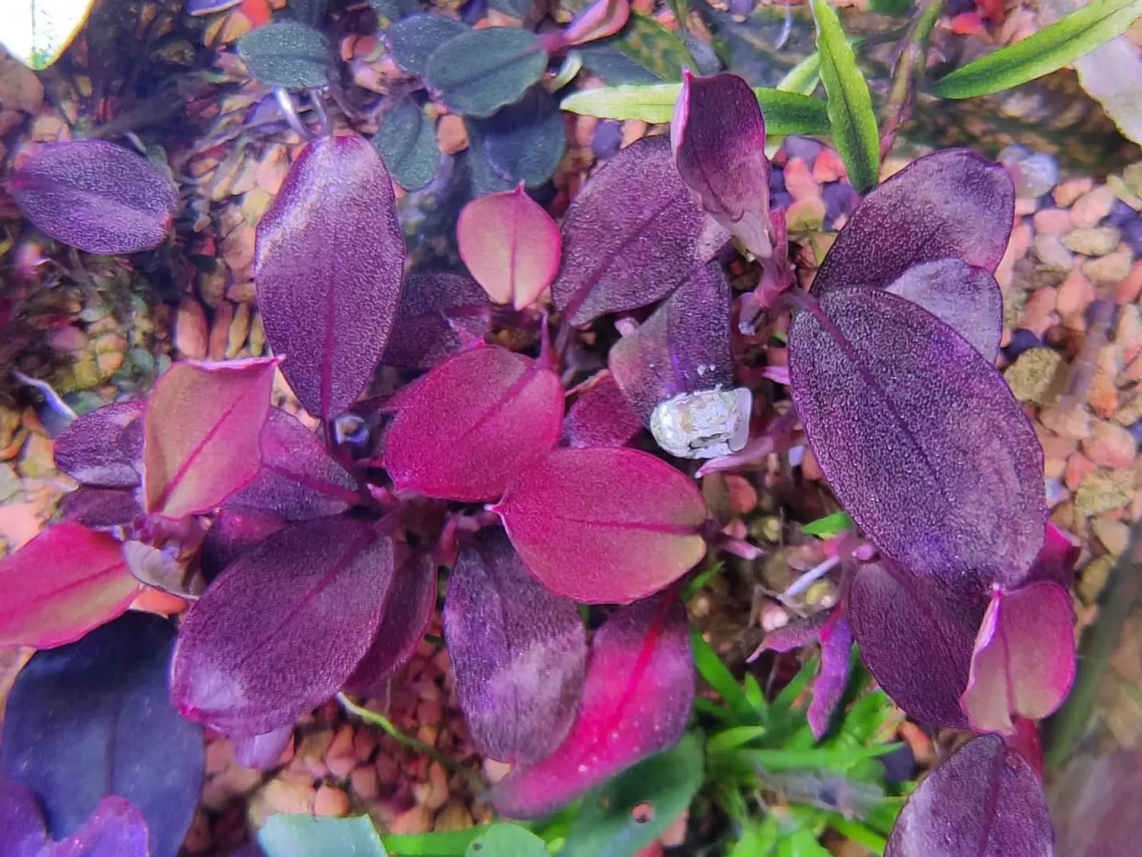 Bucephalandra sp. 'Helena Cinnabar' [Submersed] - Image 4