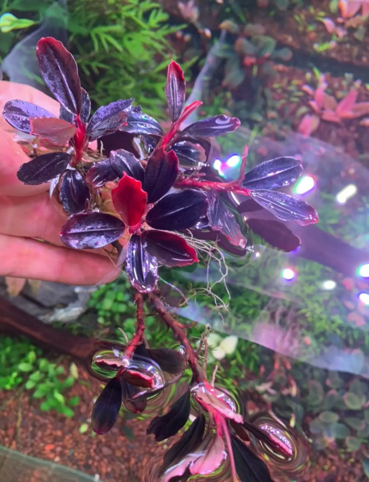 Bucephalandra sp. 'Helena Thick' [Submersed] - Image 3