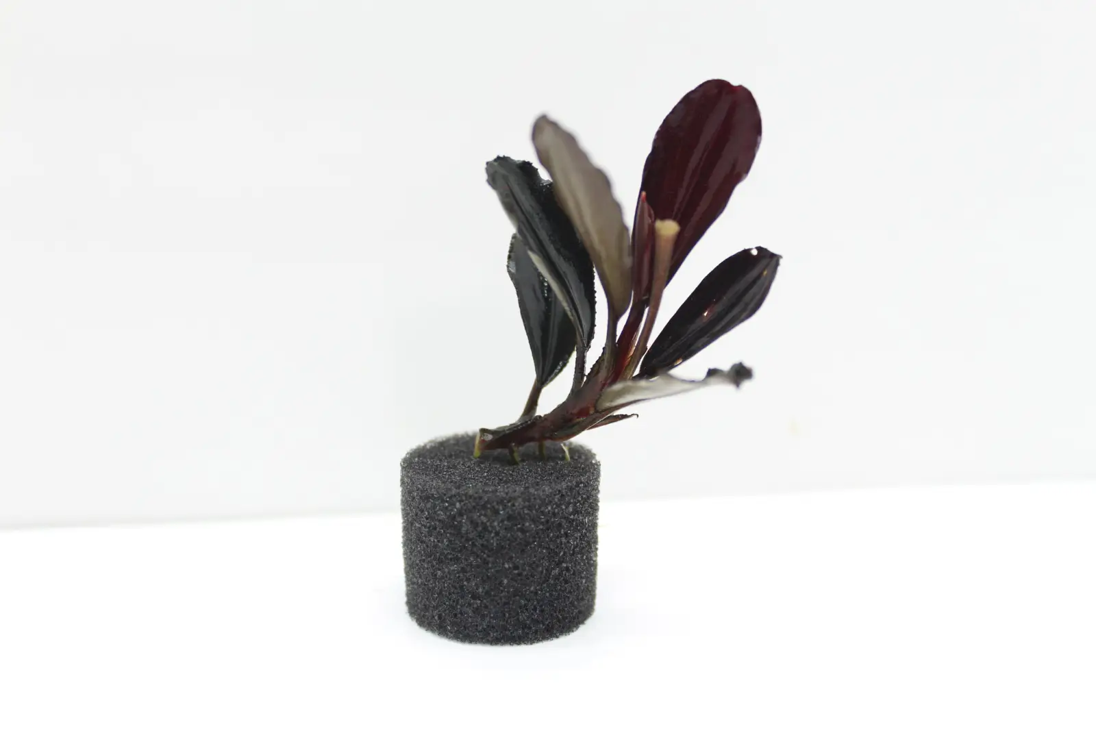 Bucephalandra sp. 'Helena Thick' [Submersed] - Image 4