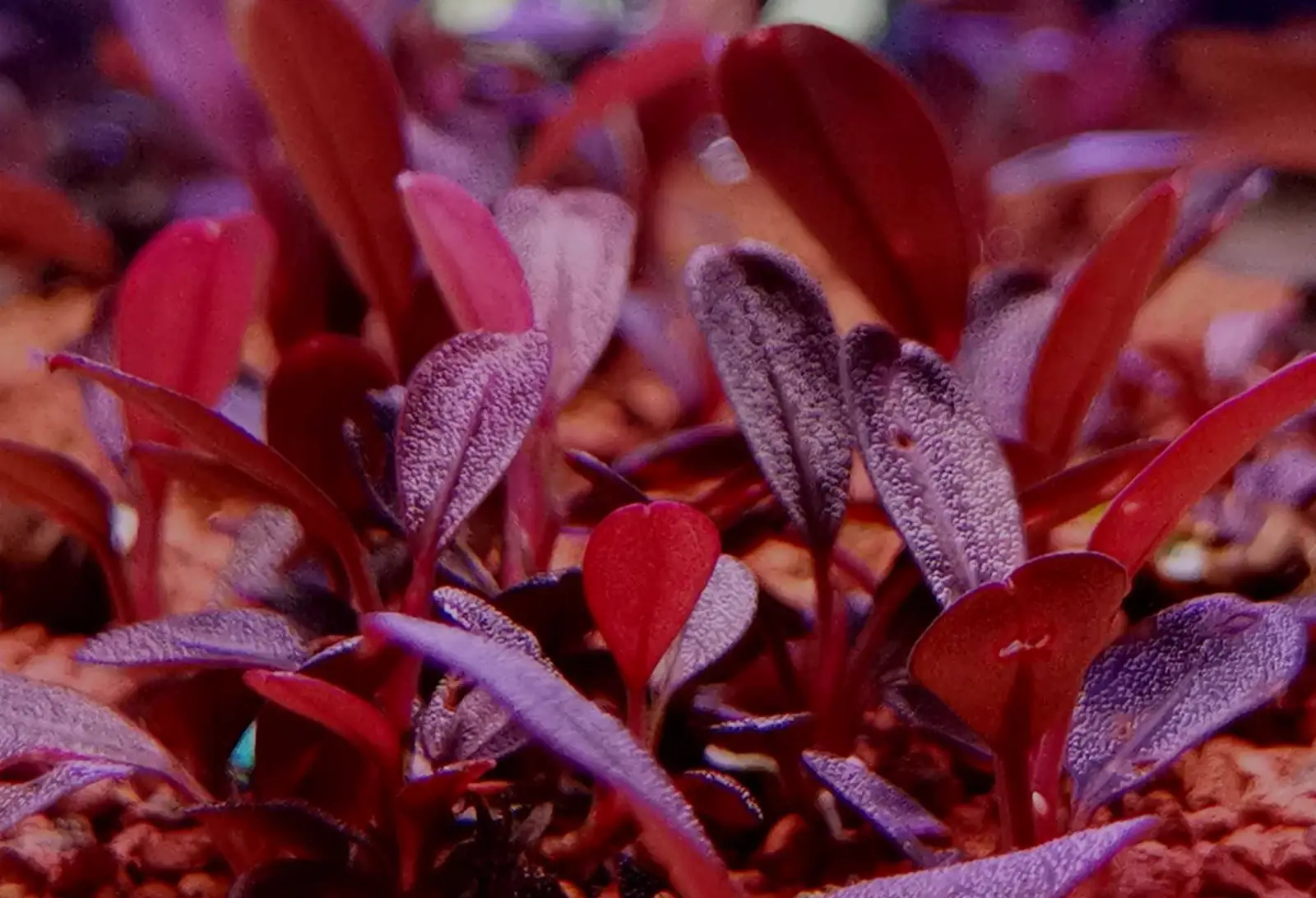 Bucephalandra sp. 'Jade 2011' [Submersed] - Image 3