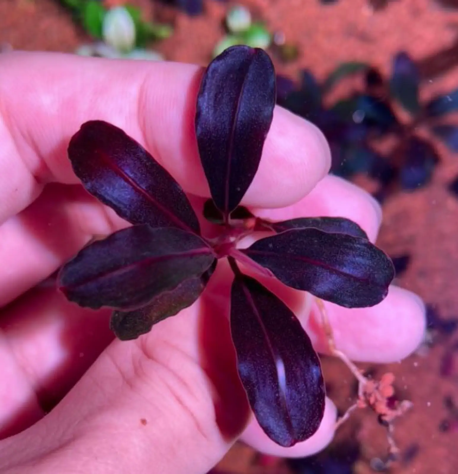 Bucephalandra sp. 'Neo' [Submersed] - Image 3