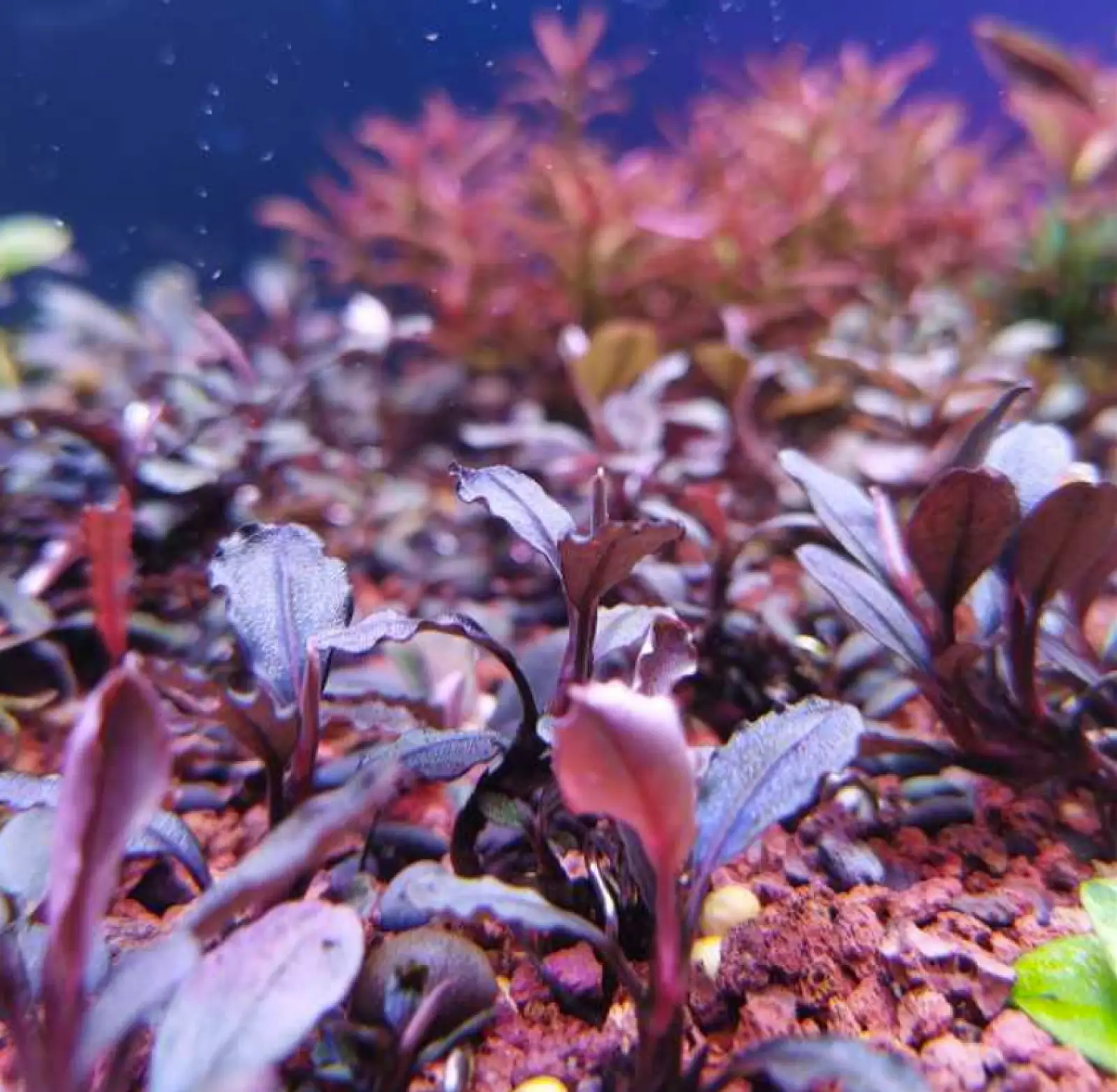 Bucephalandra sp. 'Pear' [Submersed] - Image 3