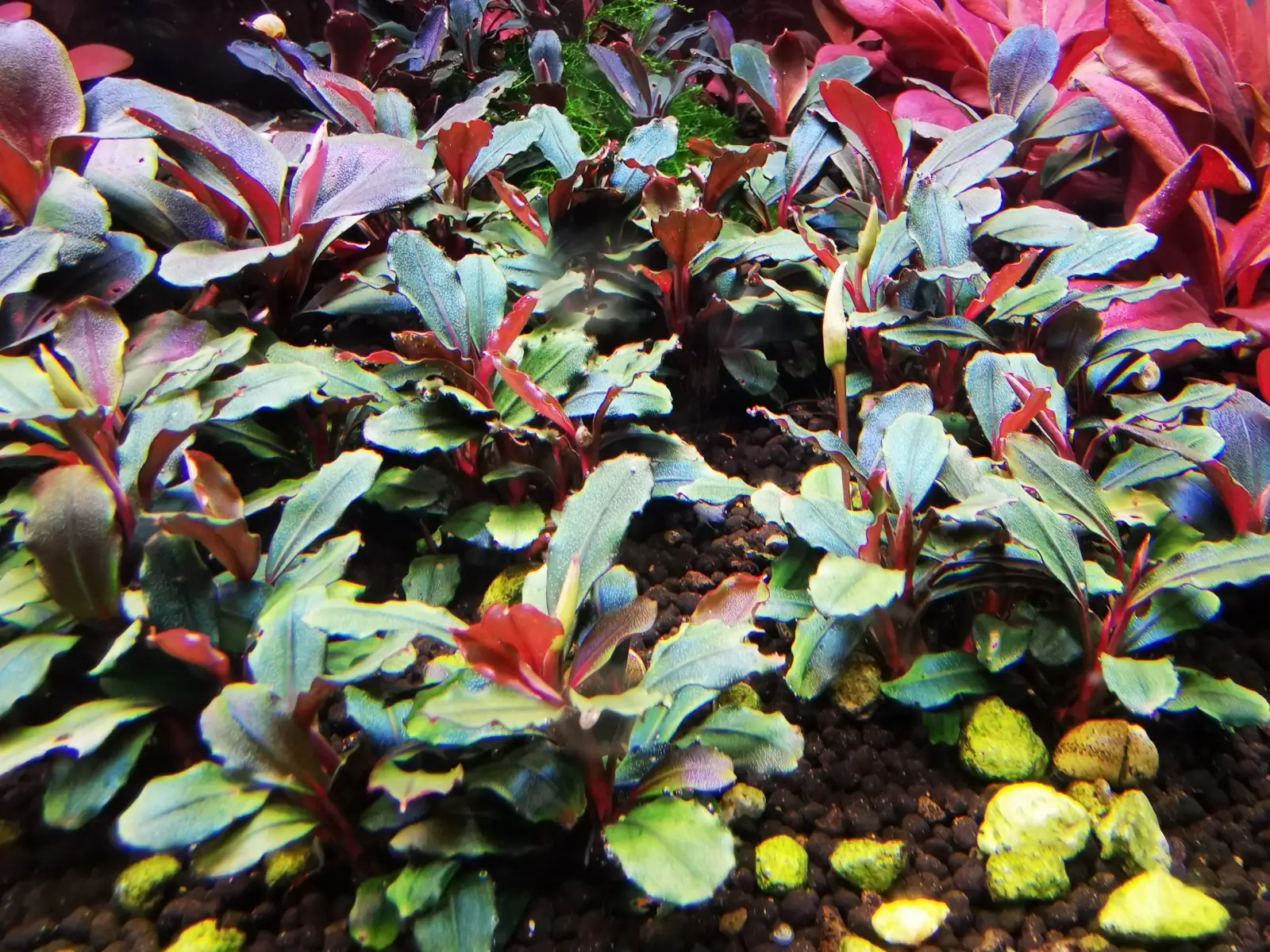 Bucephalandra sp. 'Pear' [Submersed] - Image 6
