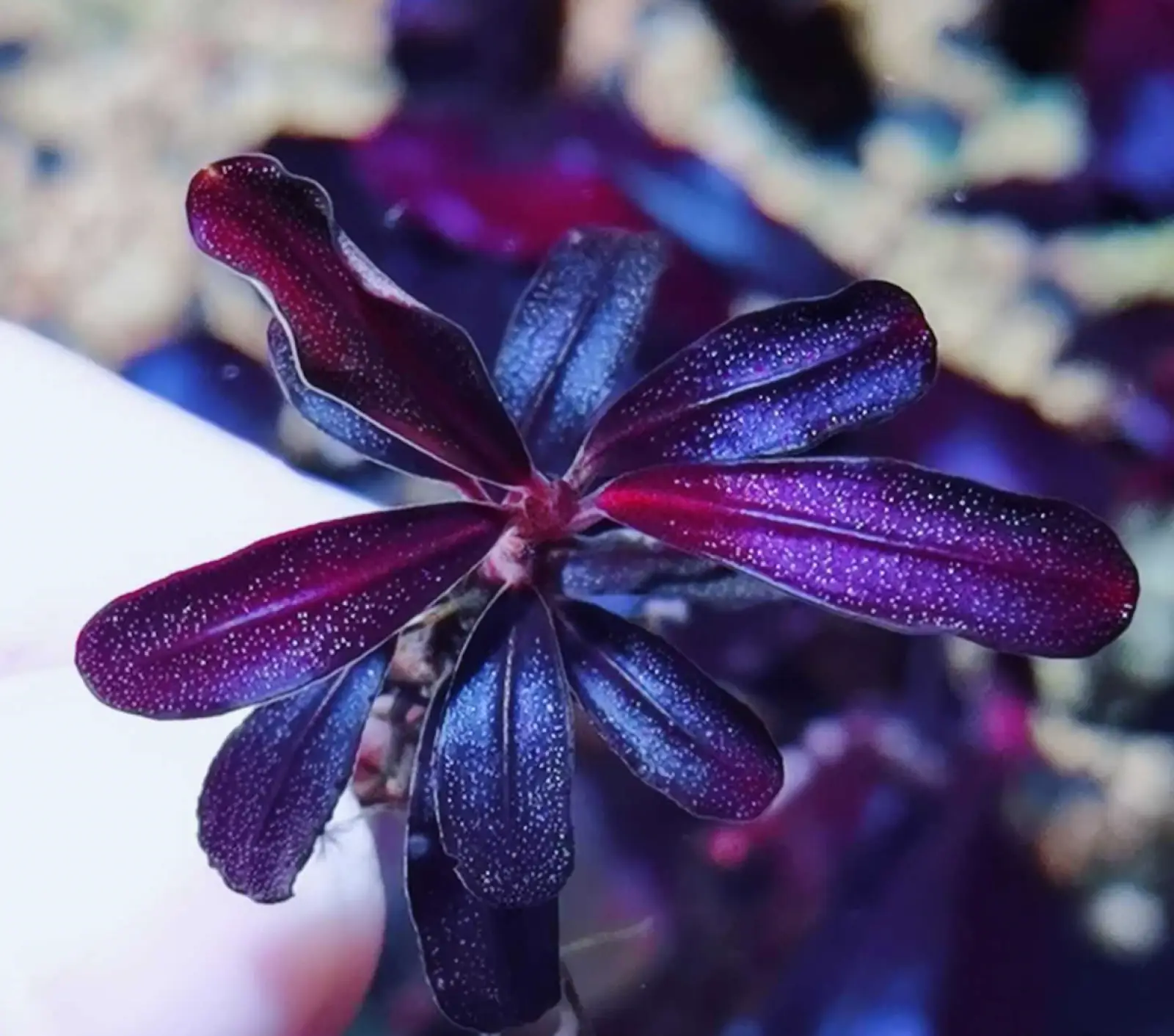Bucephalandra sp. Purple Phantom [Submersed]