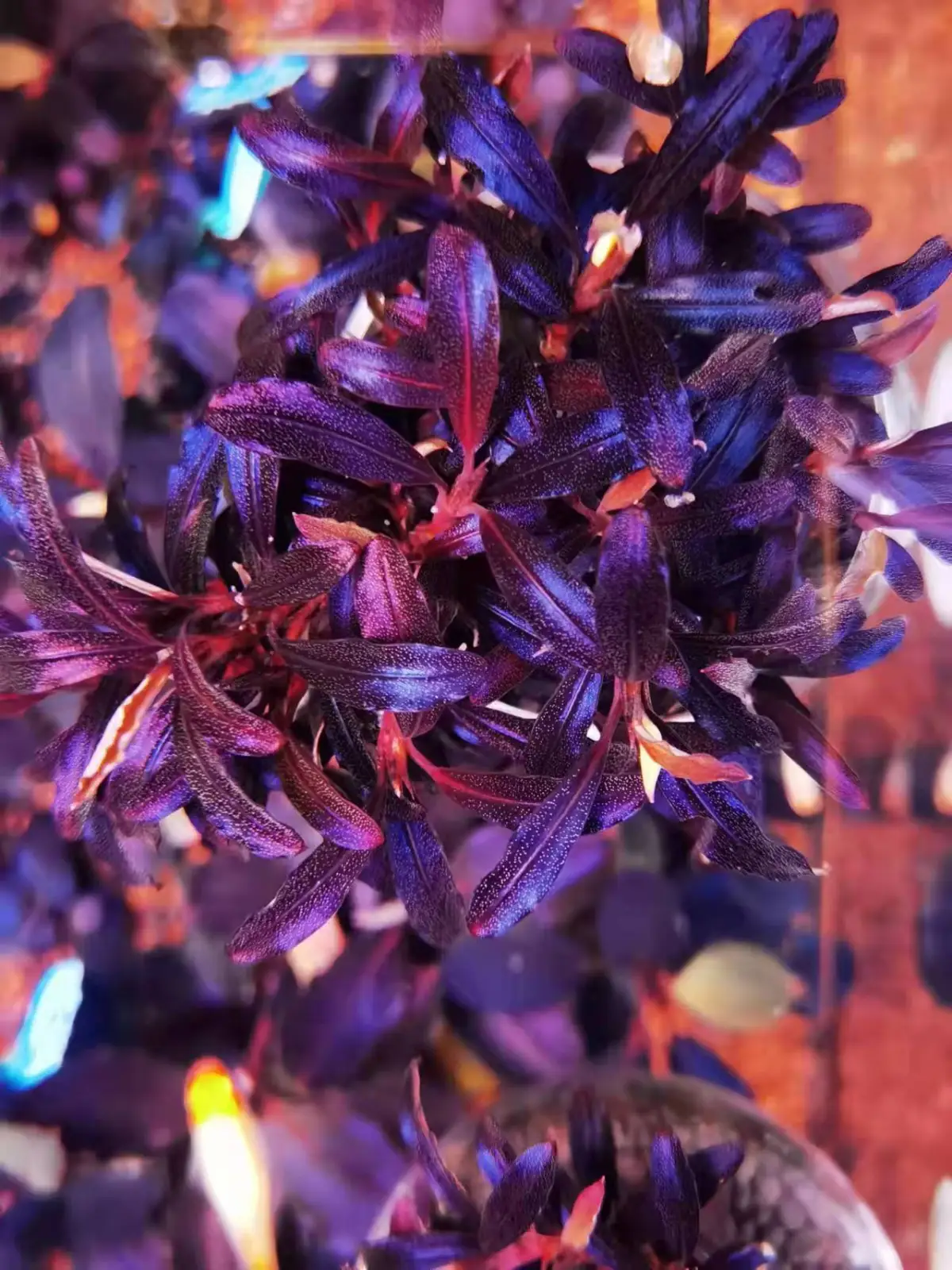 Bucephalandra sp. Purple Phantom [Submersed] - Image 2